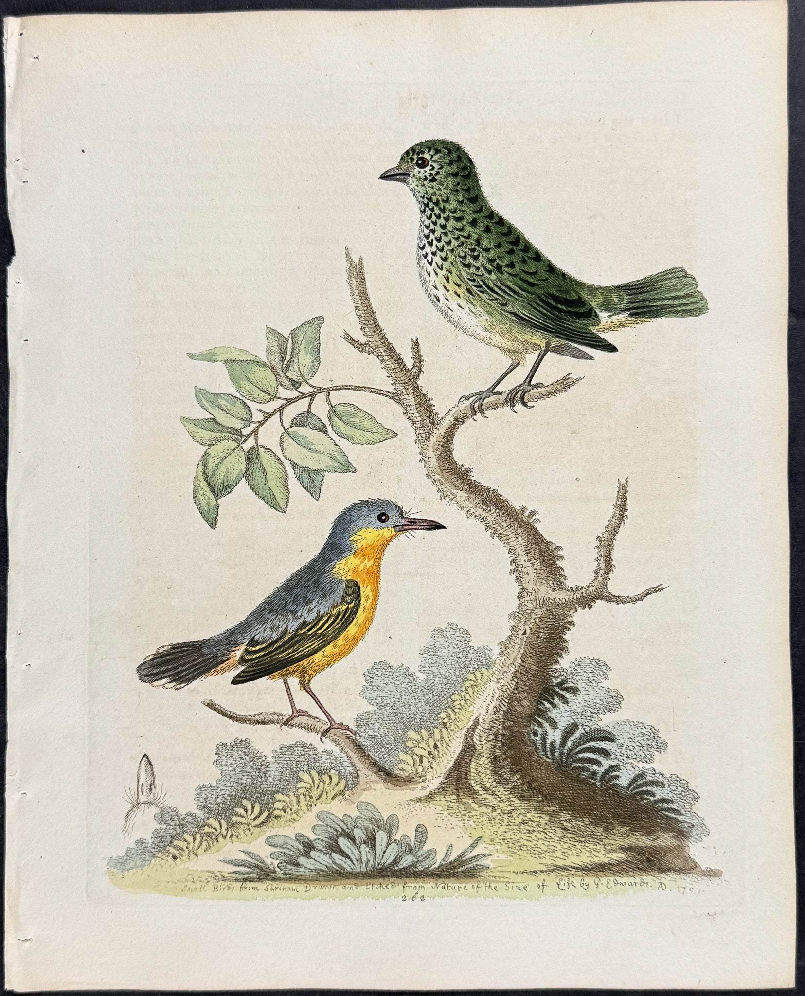 Spotted Green Titmouse & Grey and Yellow Flycatcher