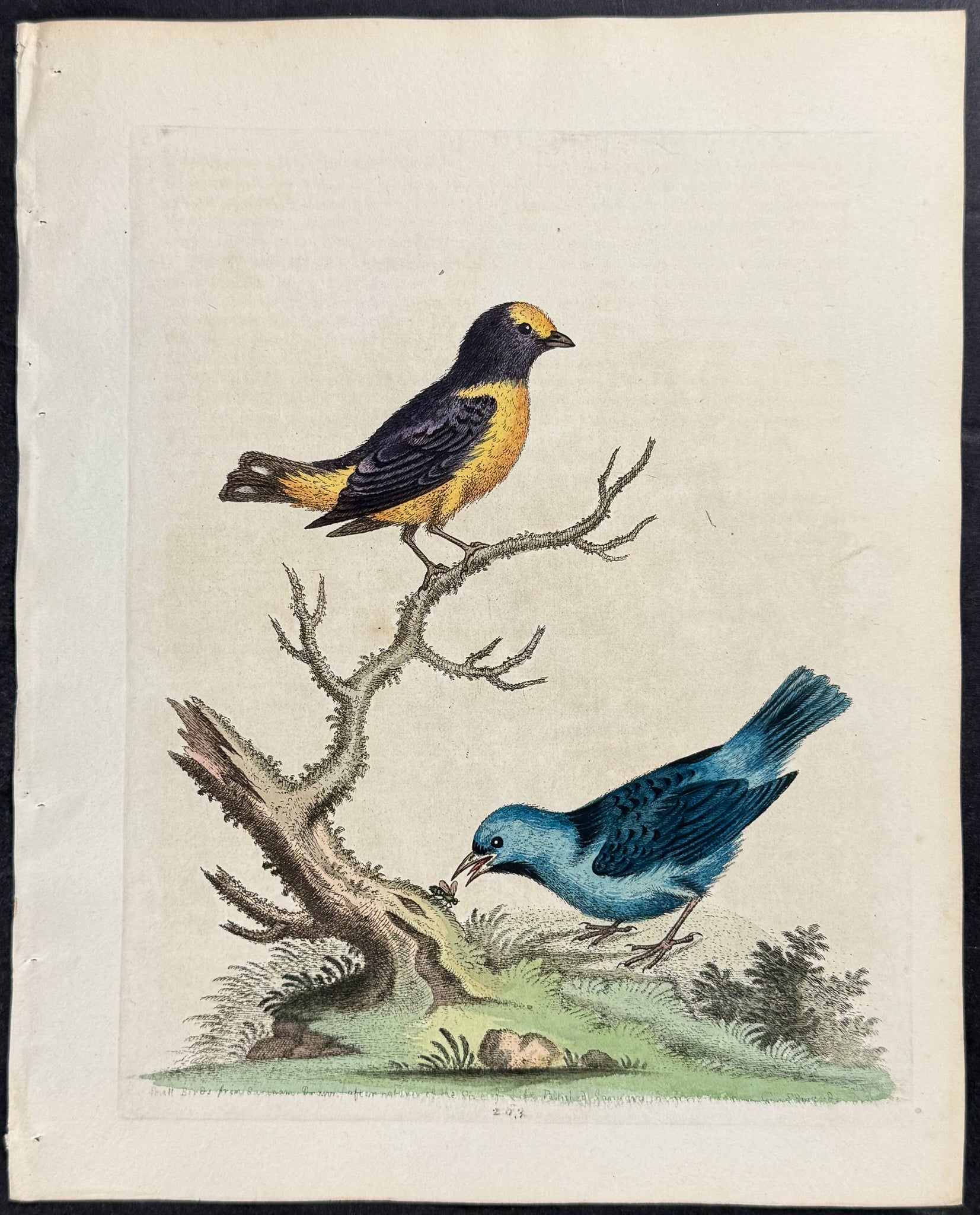 Golden Titmouse & Blue Manakin