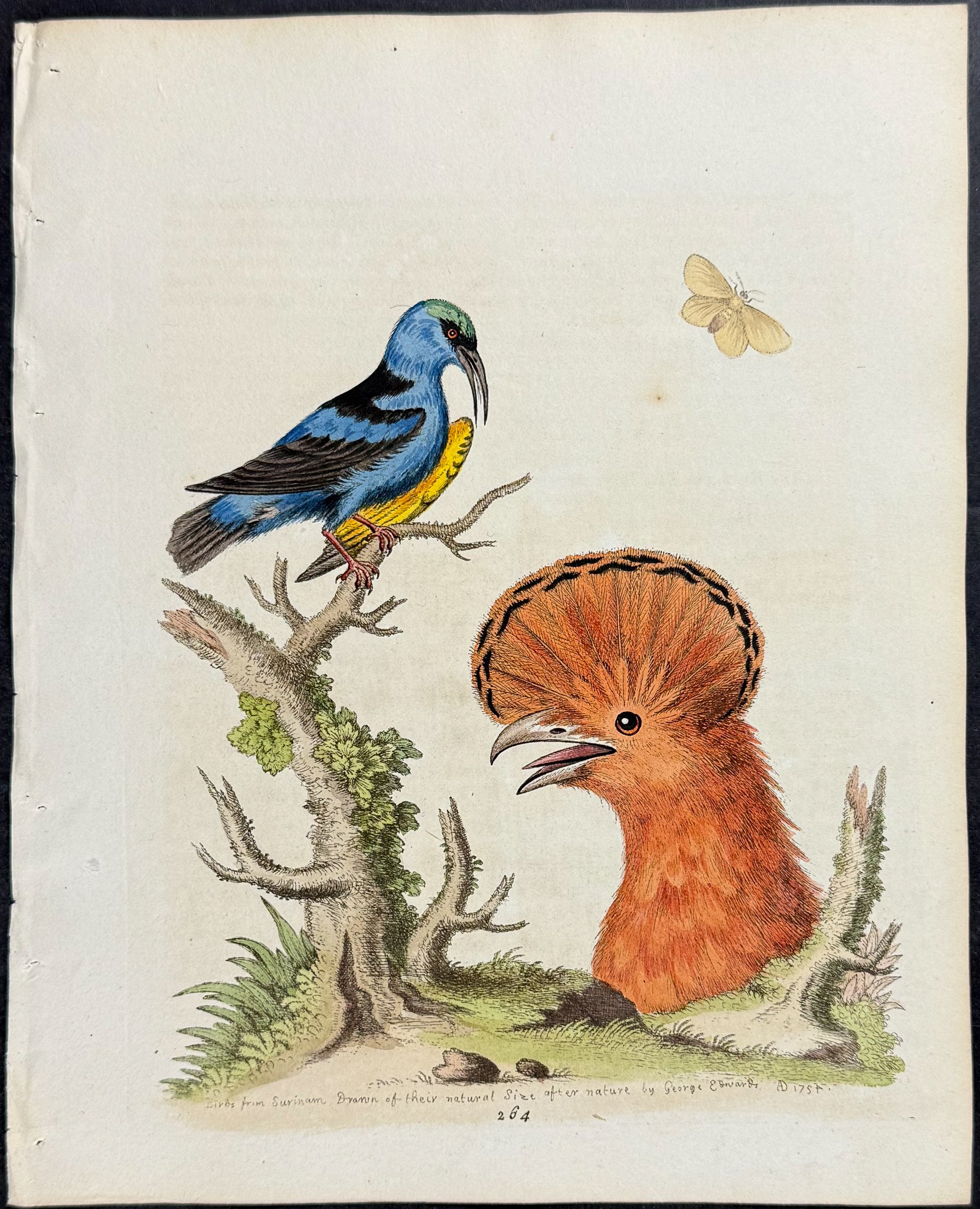Birds from Surinam (Cock of the Rock head) & Moth