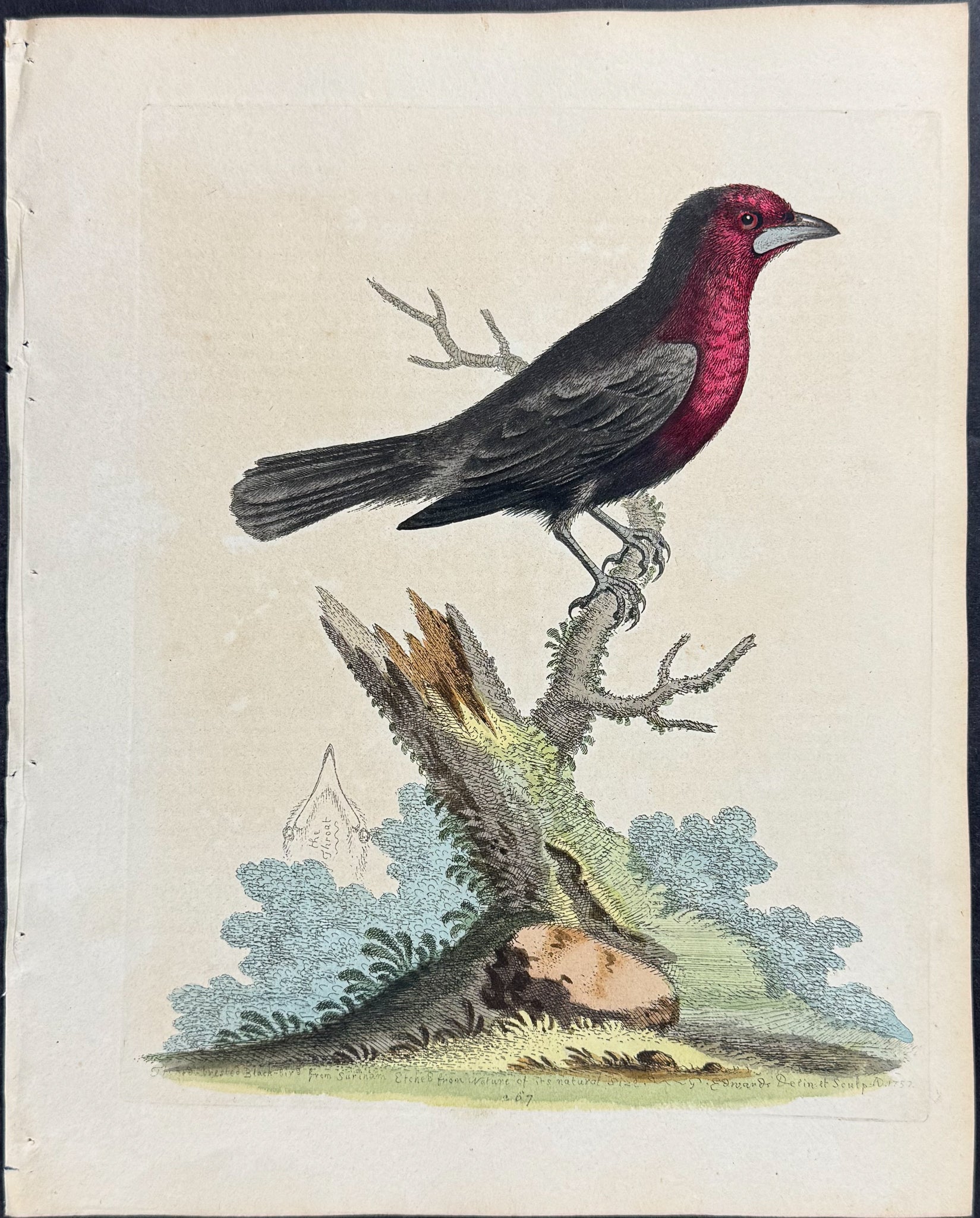 Red-breasted Black-Bird