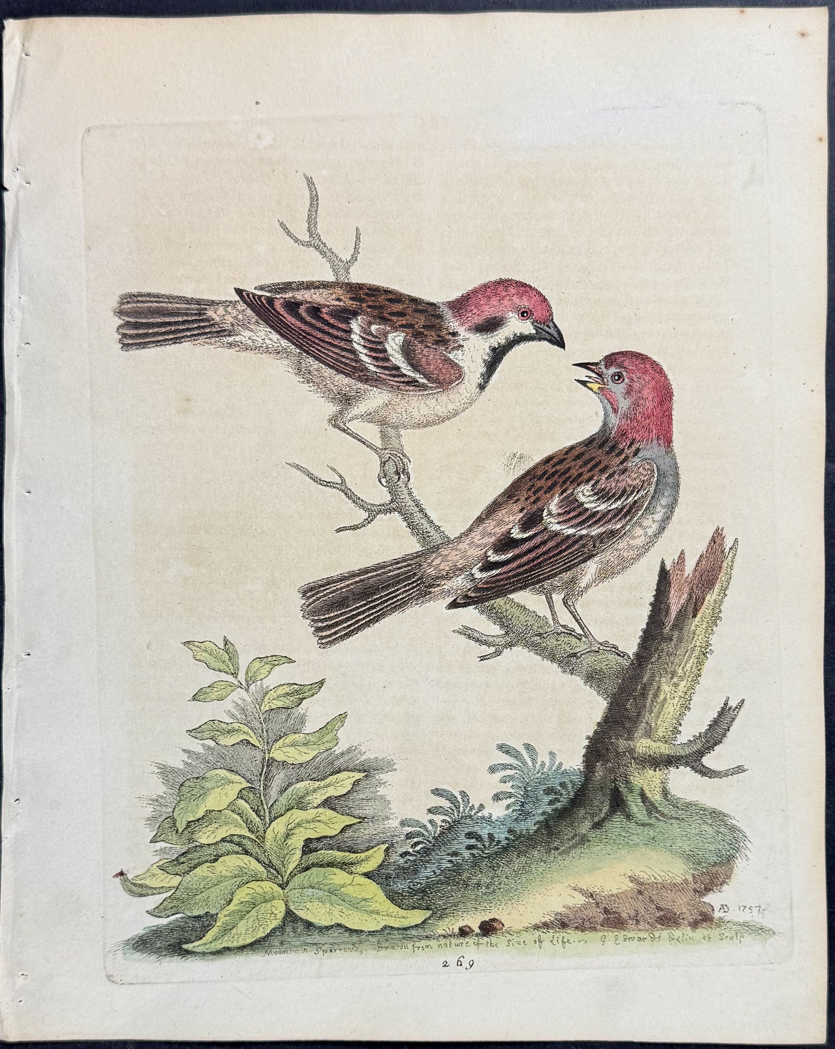 Mountain Sparrows
