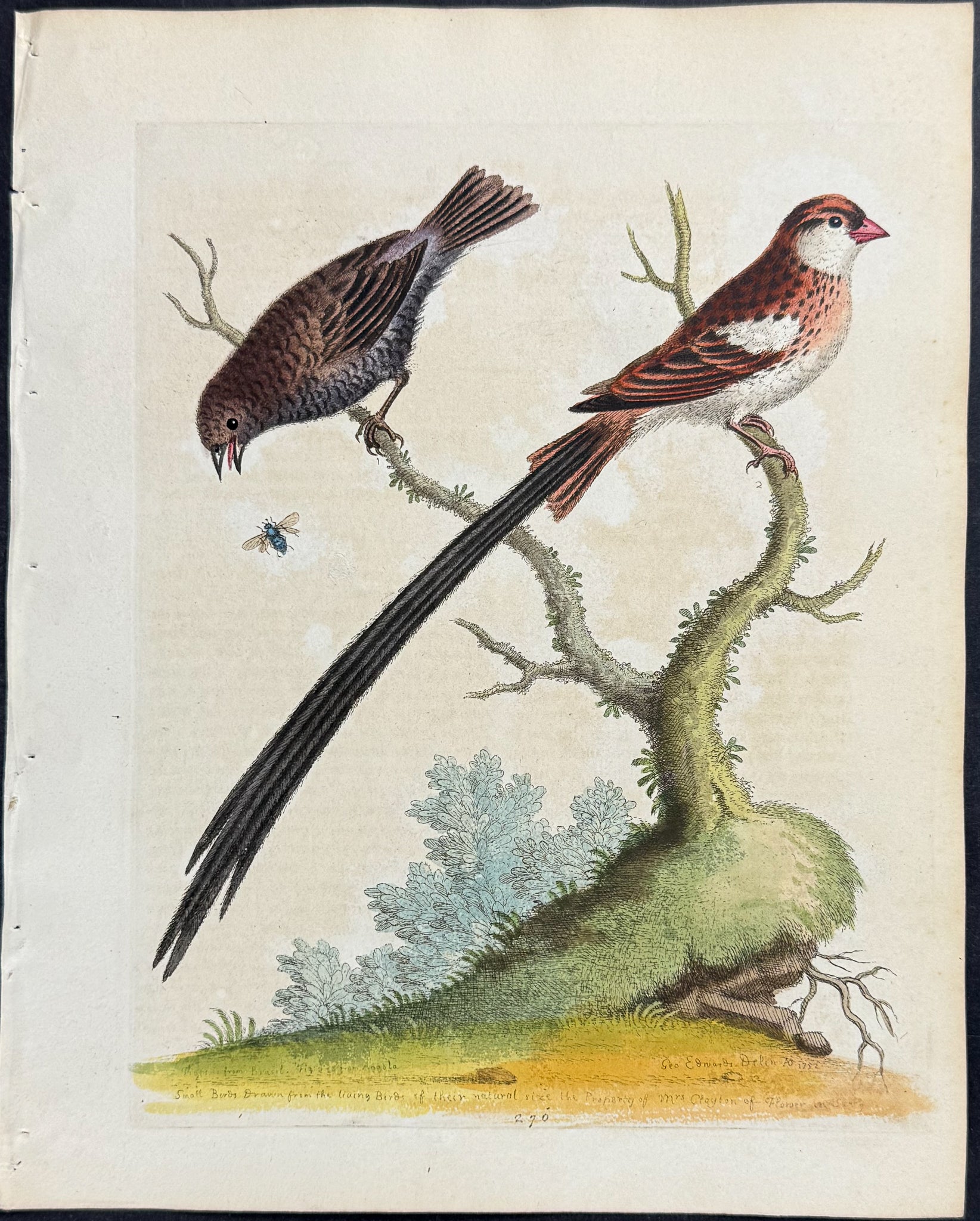 Long-tailed Sparrow & Dusky Linnet