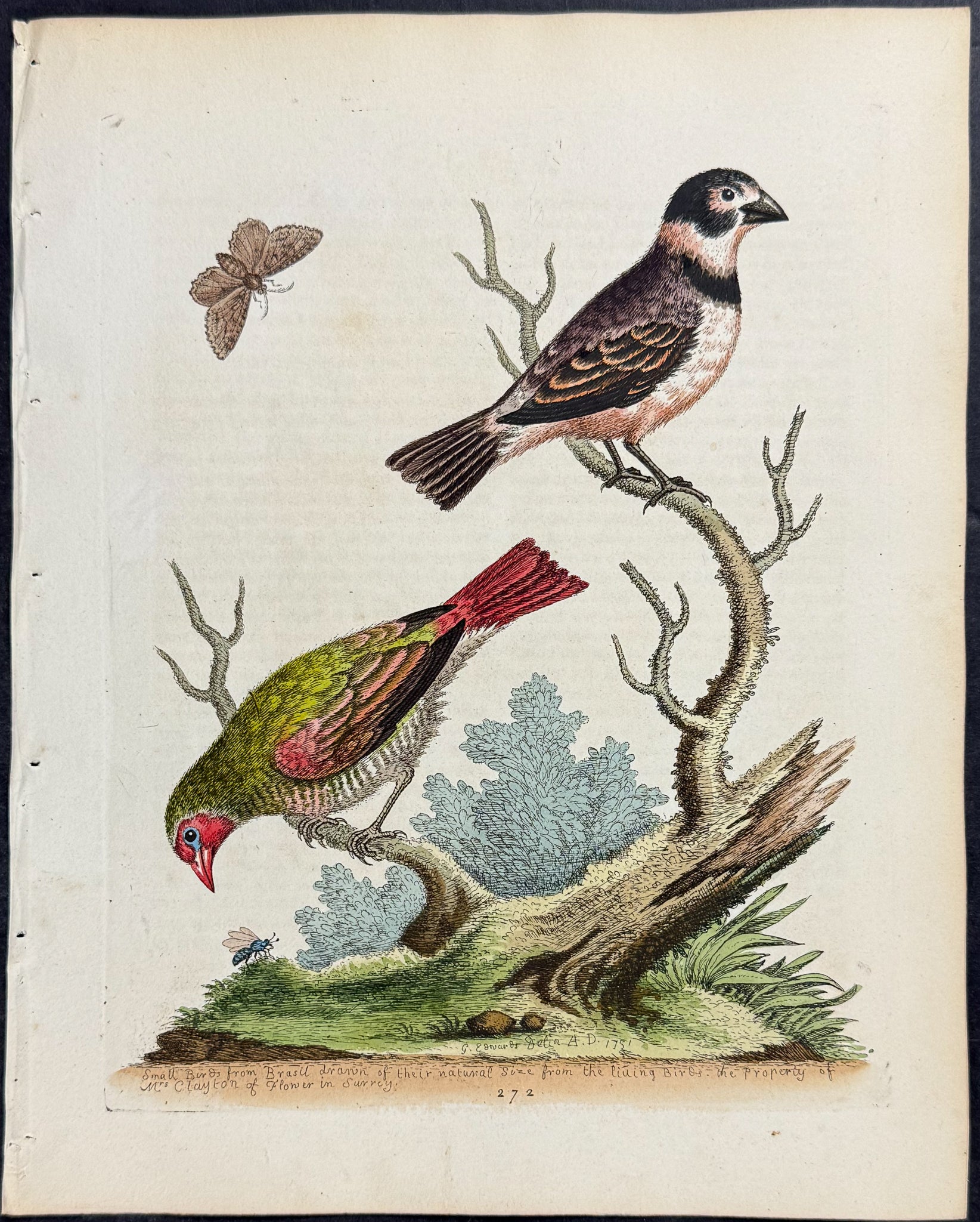 Collared Finch & Green Gold-finch