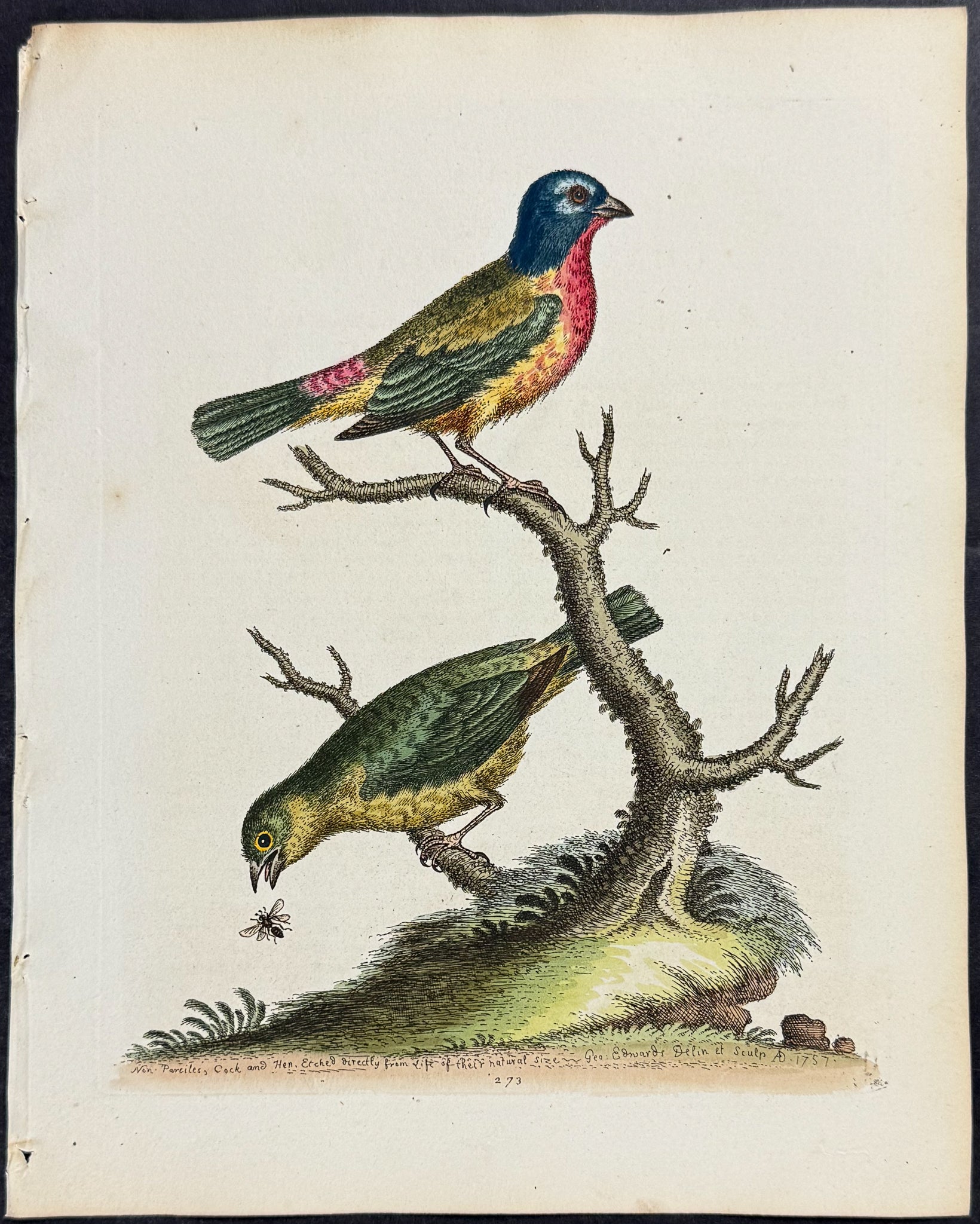 Painted Finch