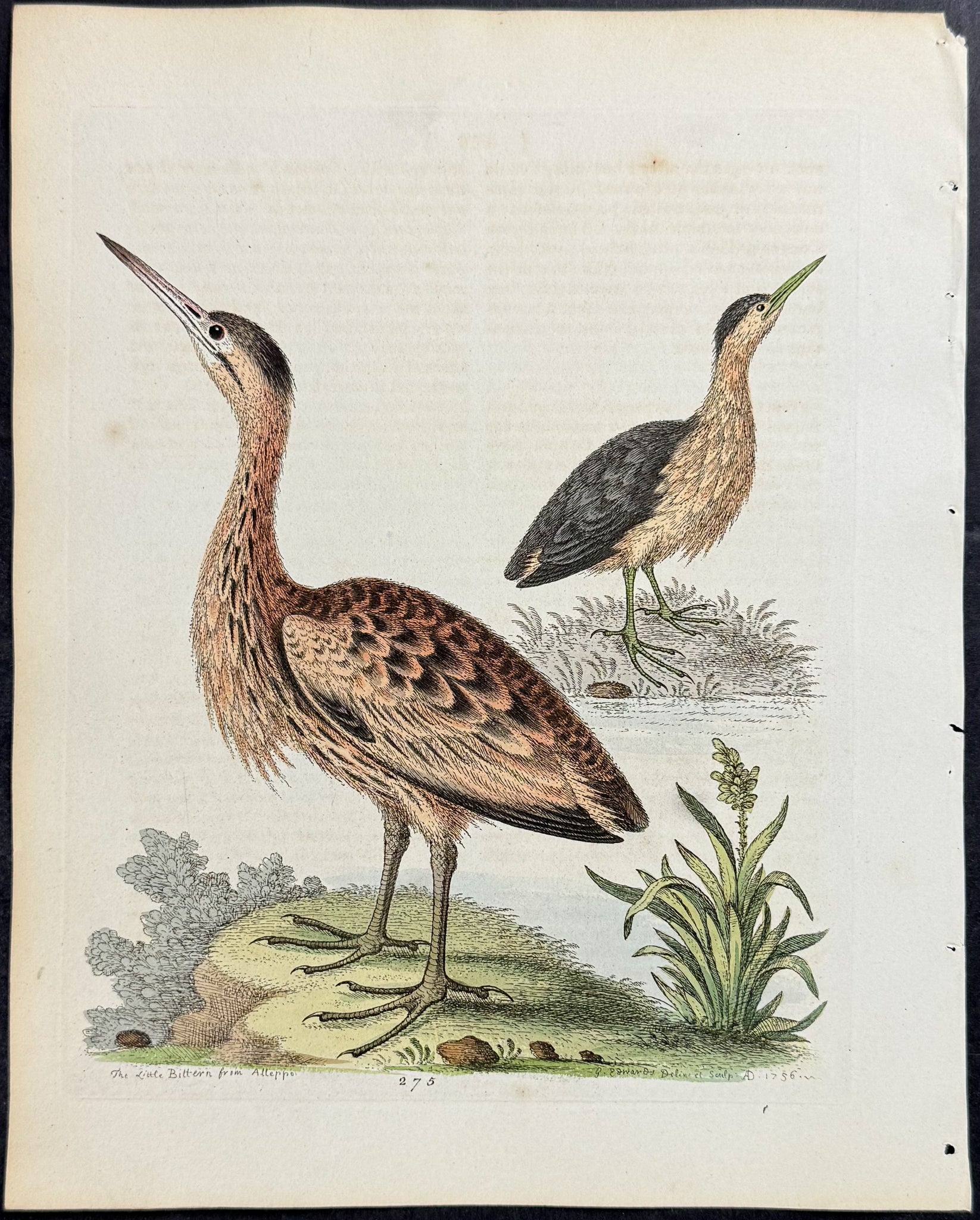 Little Brown Bittern