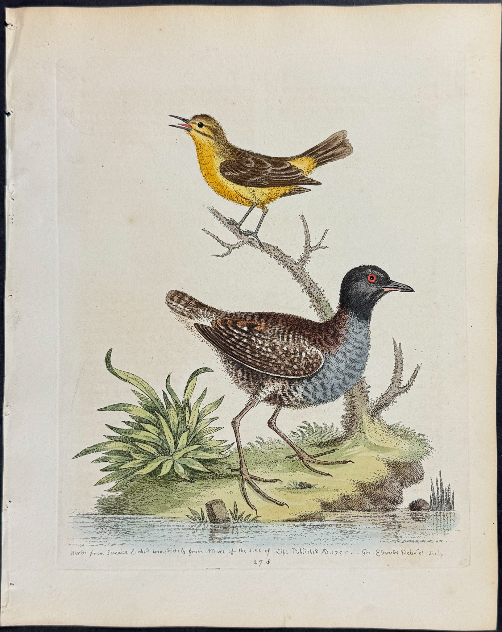 Least Water-Hen & Yellow Wren