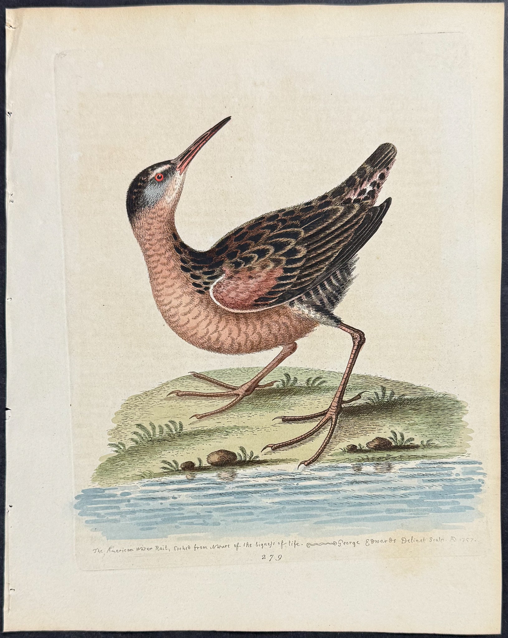 American Water-Rail
