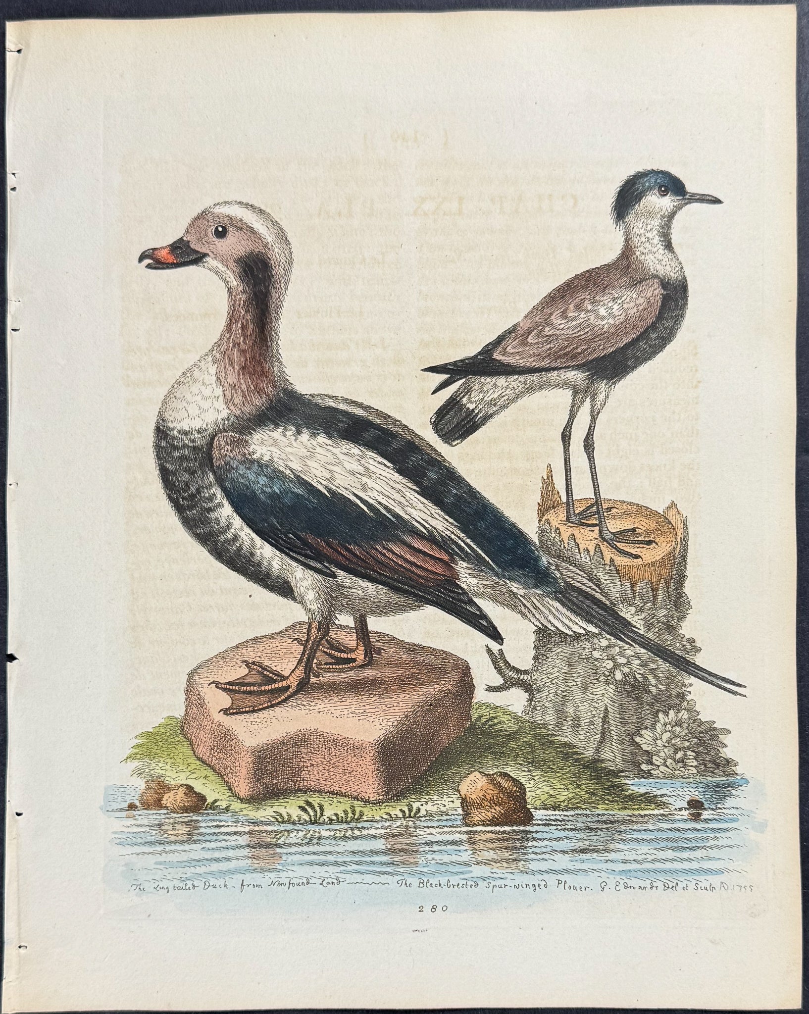 Long-tailed Duck from Newfoundland & Spur-winged Plover