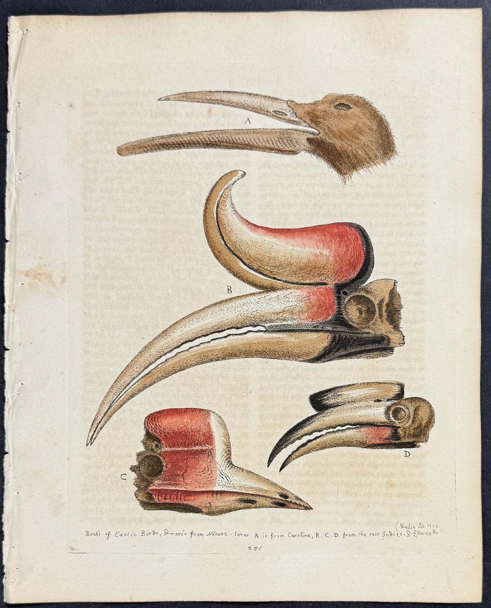 Rhinoceros Hornbill Beak