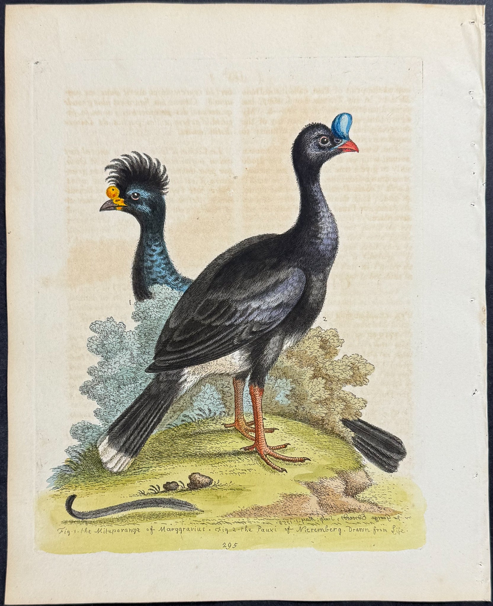 Curassow-Bird & Cushew-Bird