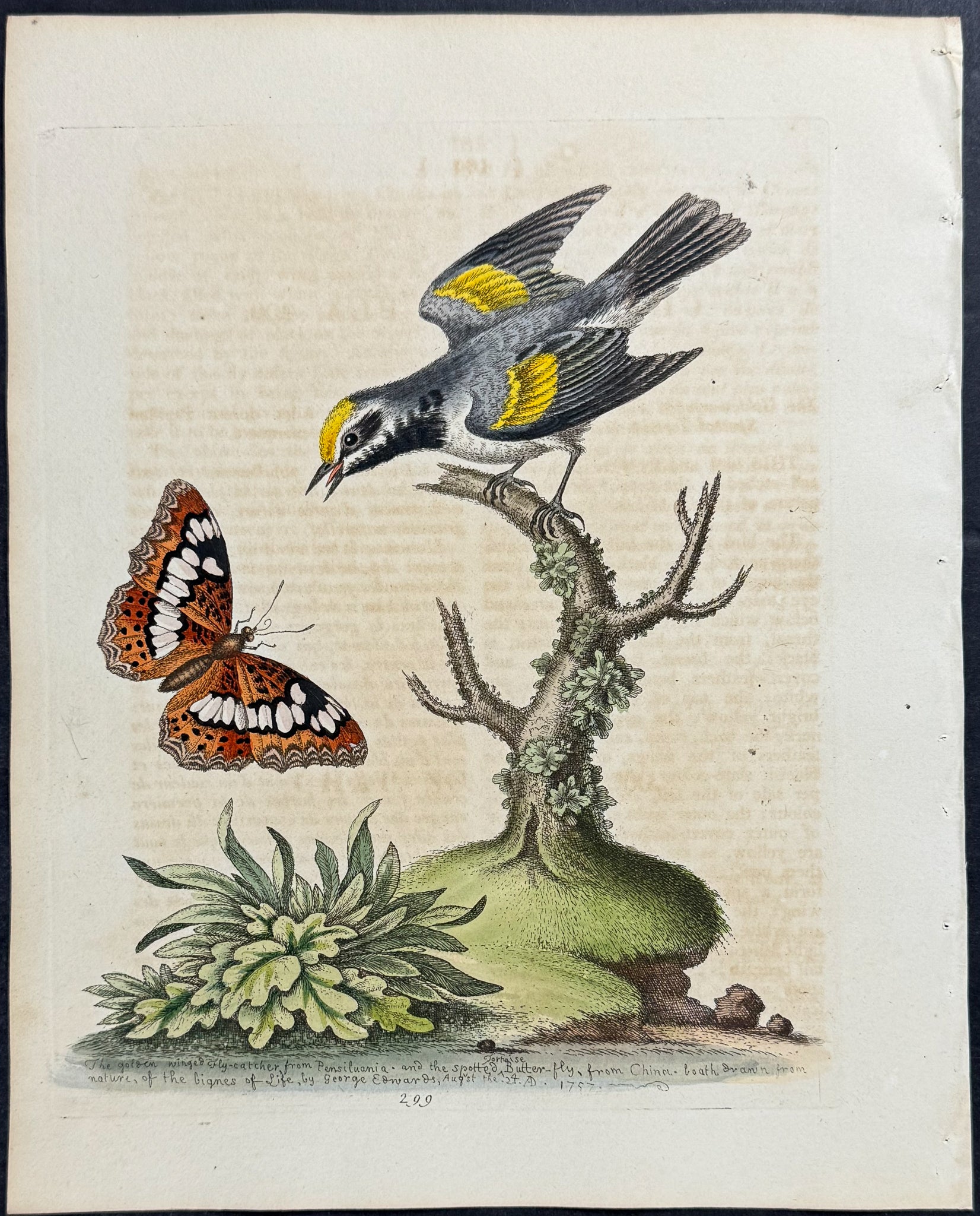 Golden-winged Flycatcher & Spotted Tortoise Butterfly