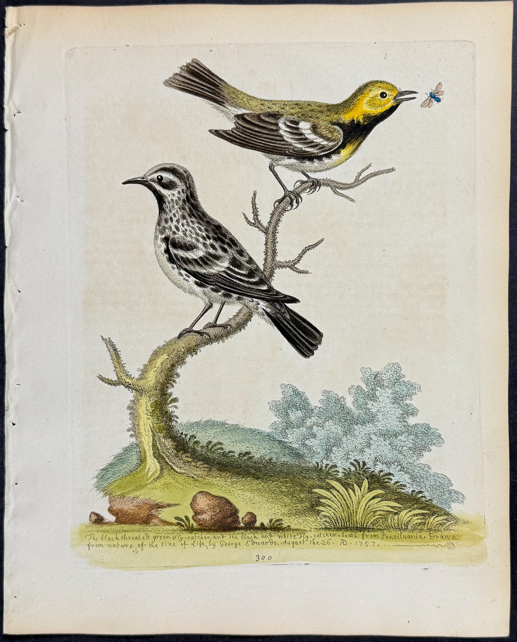 Black-throated Green Flycatcher & Black & White Creeper