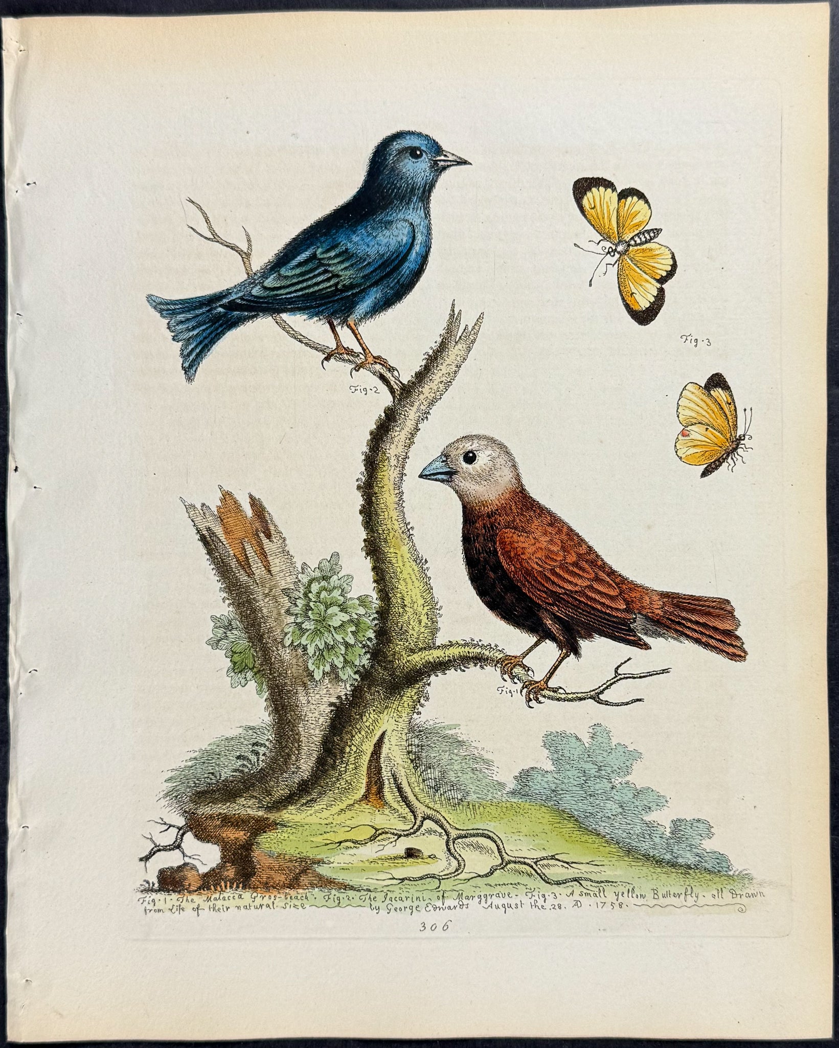 Malacca Grosbeak, Jacarini & Small Yellow Butterfly