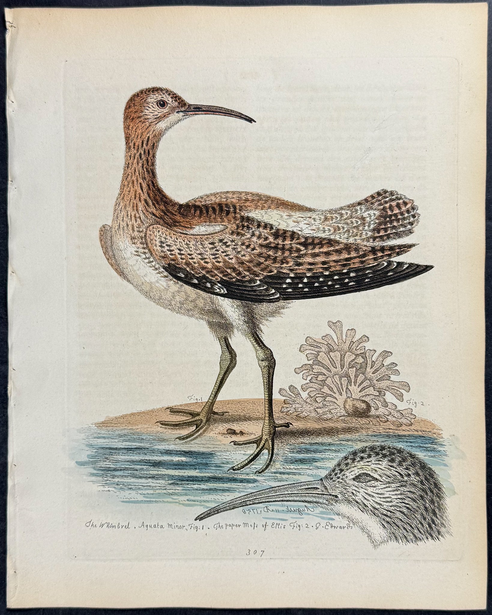 Whimbrel or Lesser Curlew & Paper-Moss