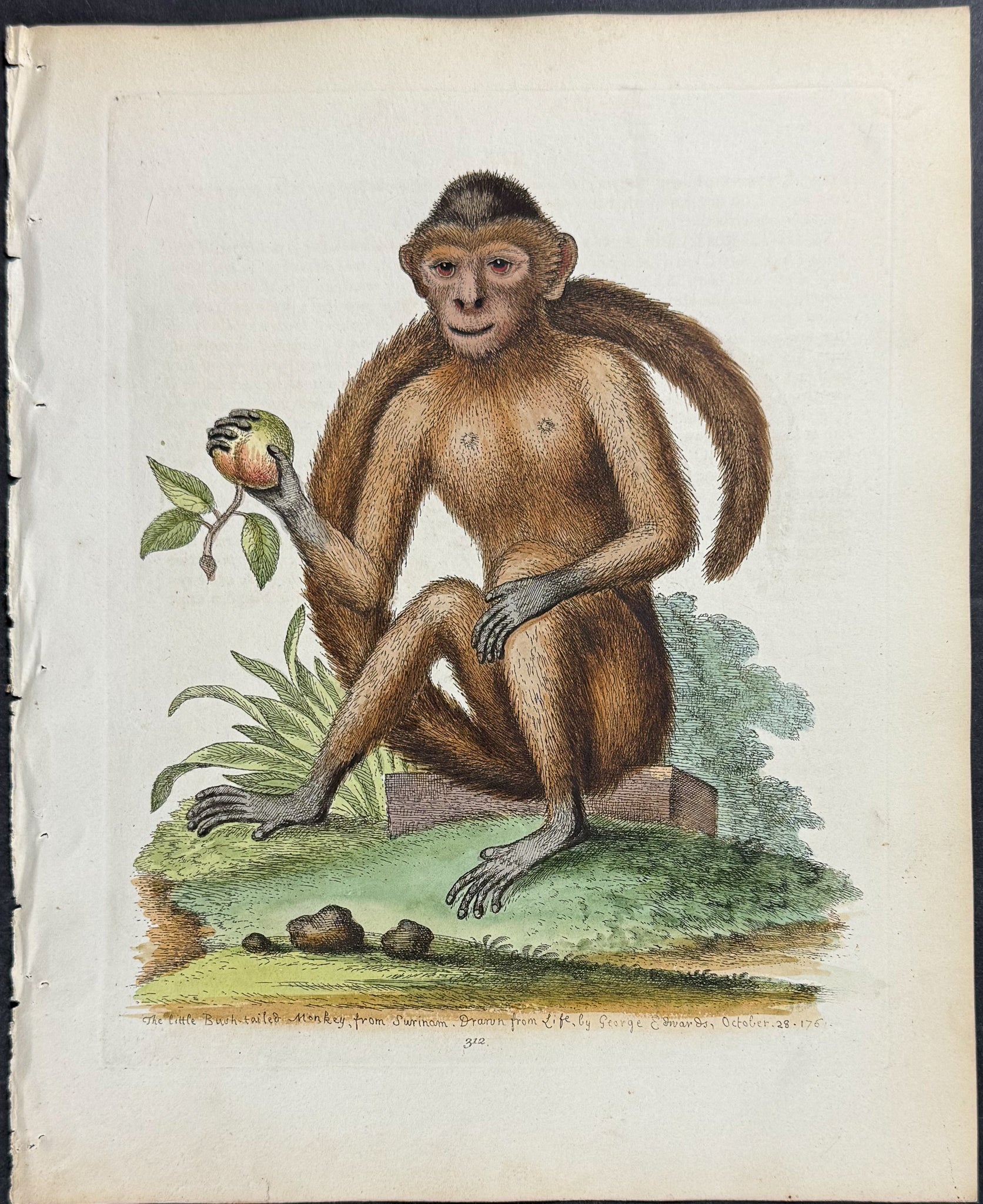 Bush-tailed Monkey