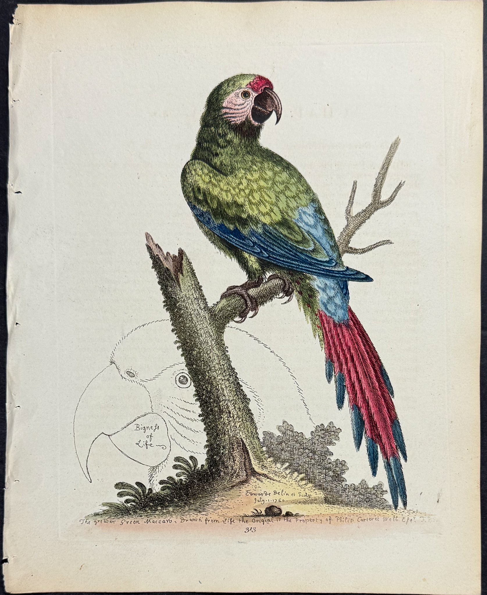Great Green Macaw