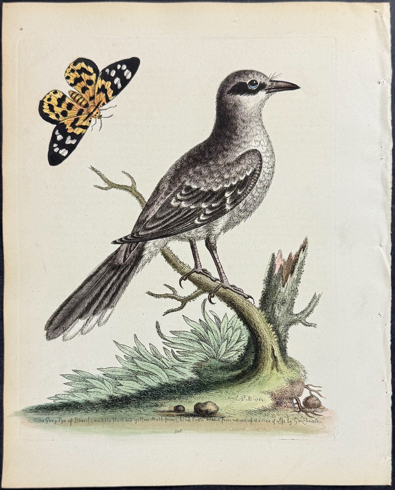 Grey Pye of Brasil (Brazil) & Moth