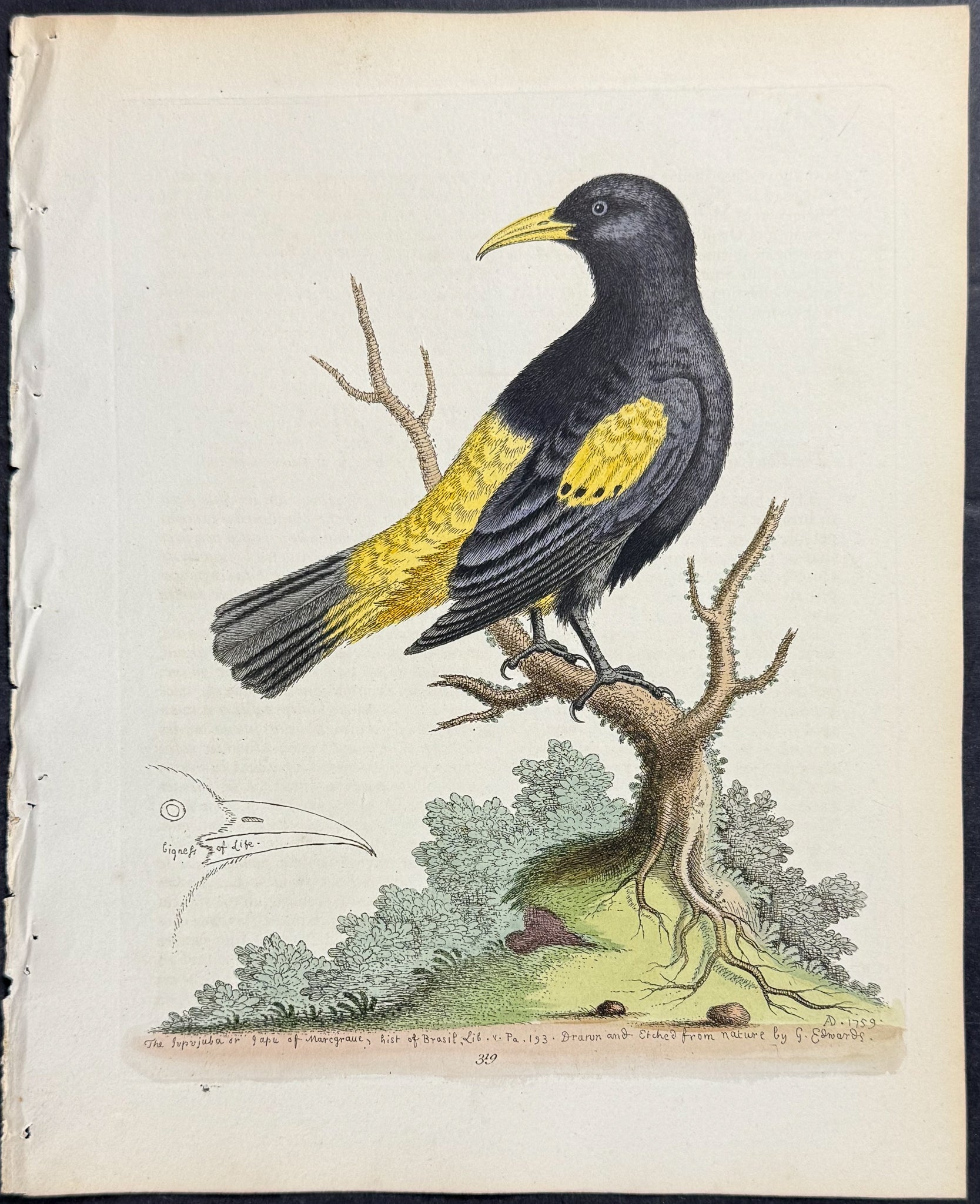 Black and Yellow Daw of Brasil (Brazil)