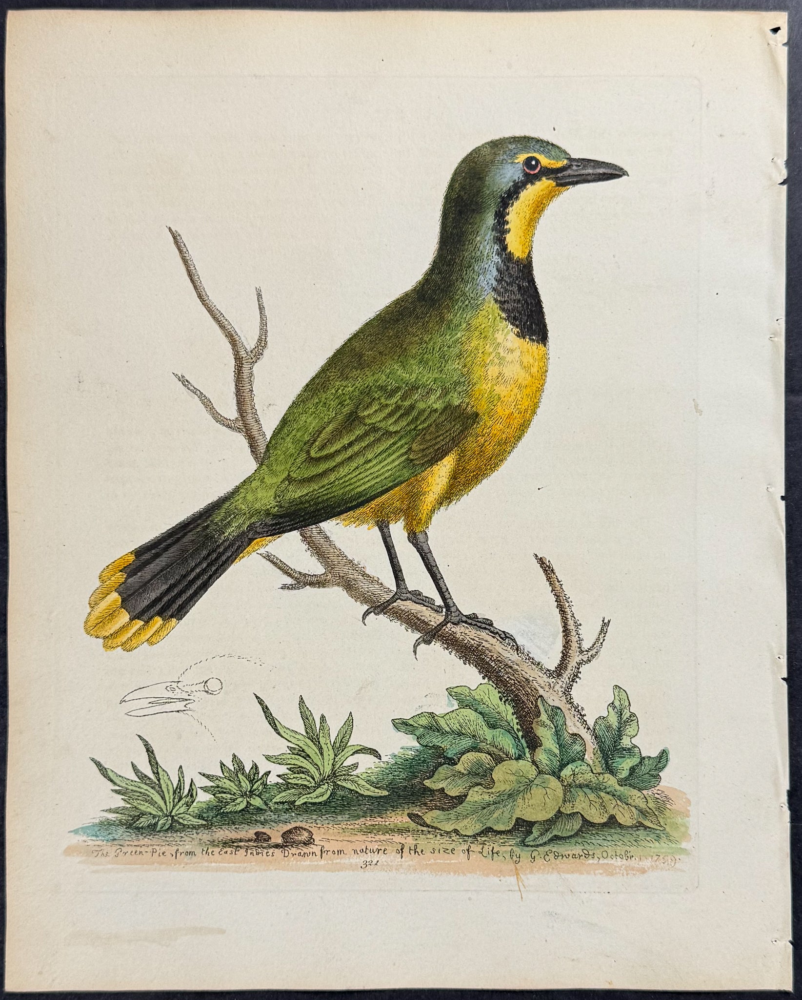 Green Pye of the Isle of Ceylon