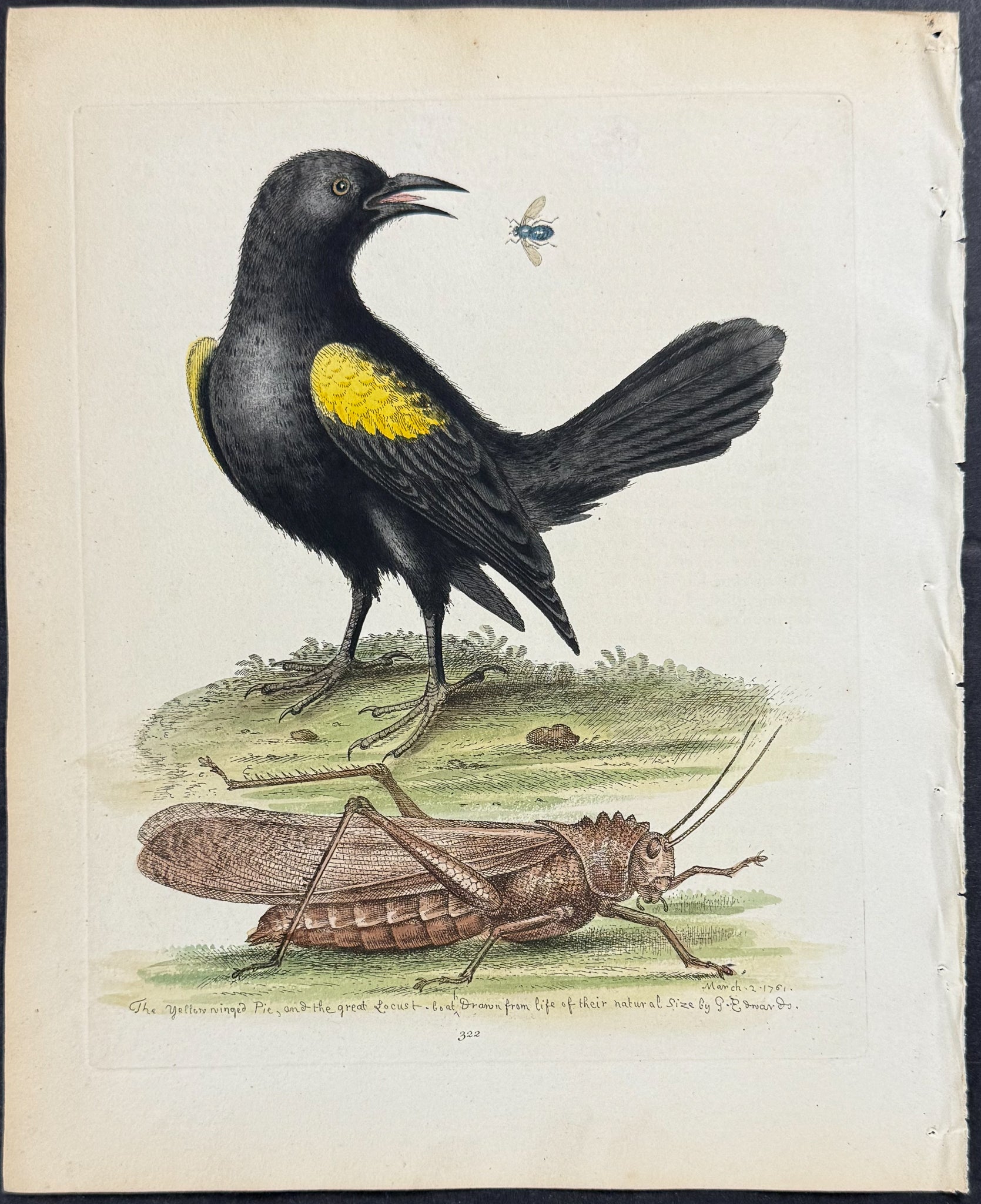 Yellow-winged Pye & Greatest Locust