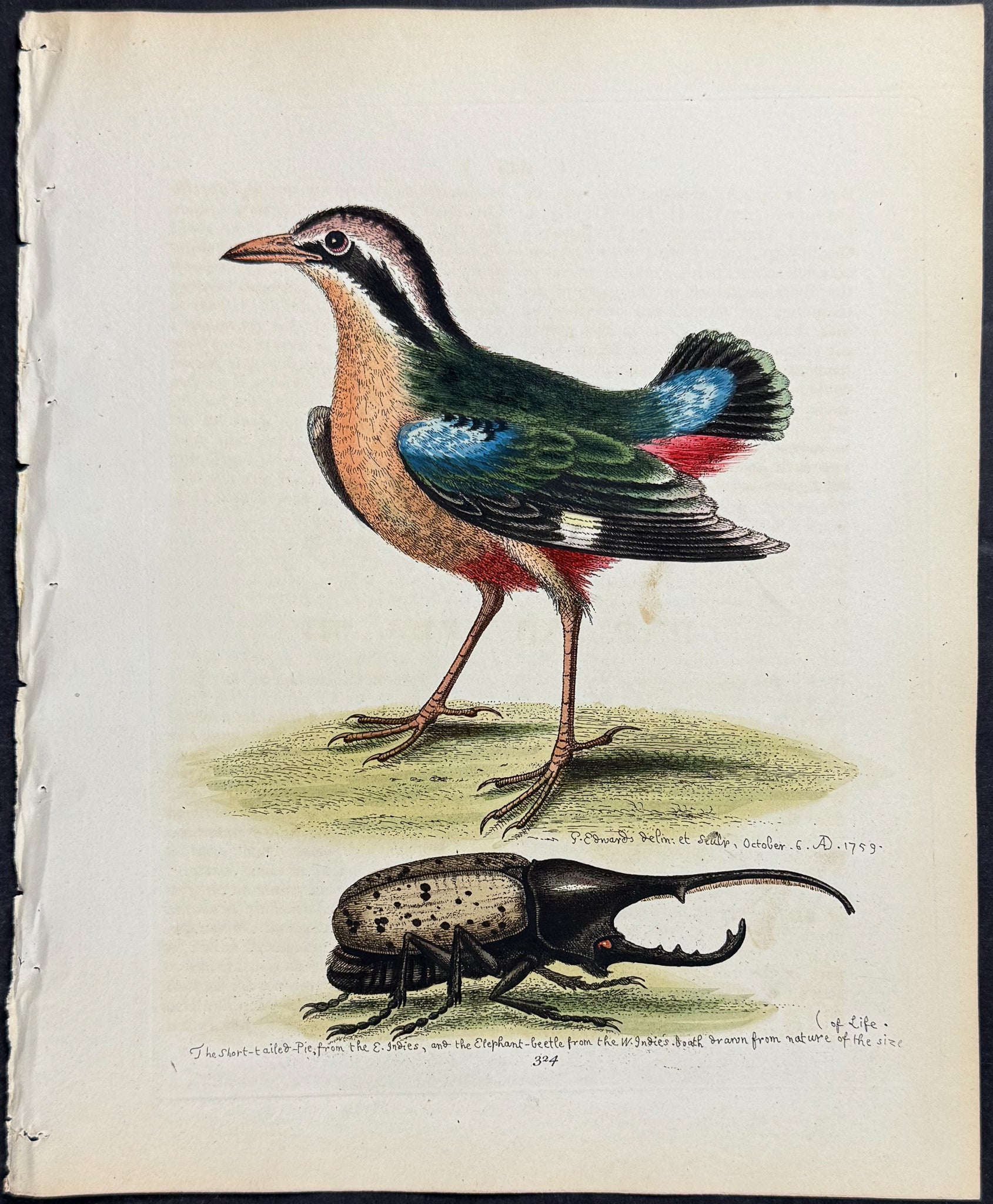 Short-tailed Pye & Elephant Beetle