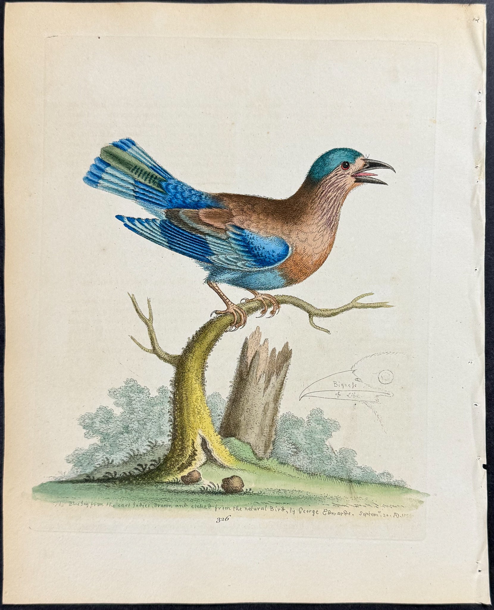 Blue Jay from the East Indies