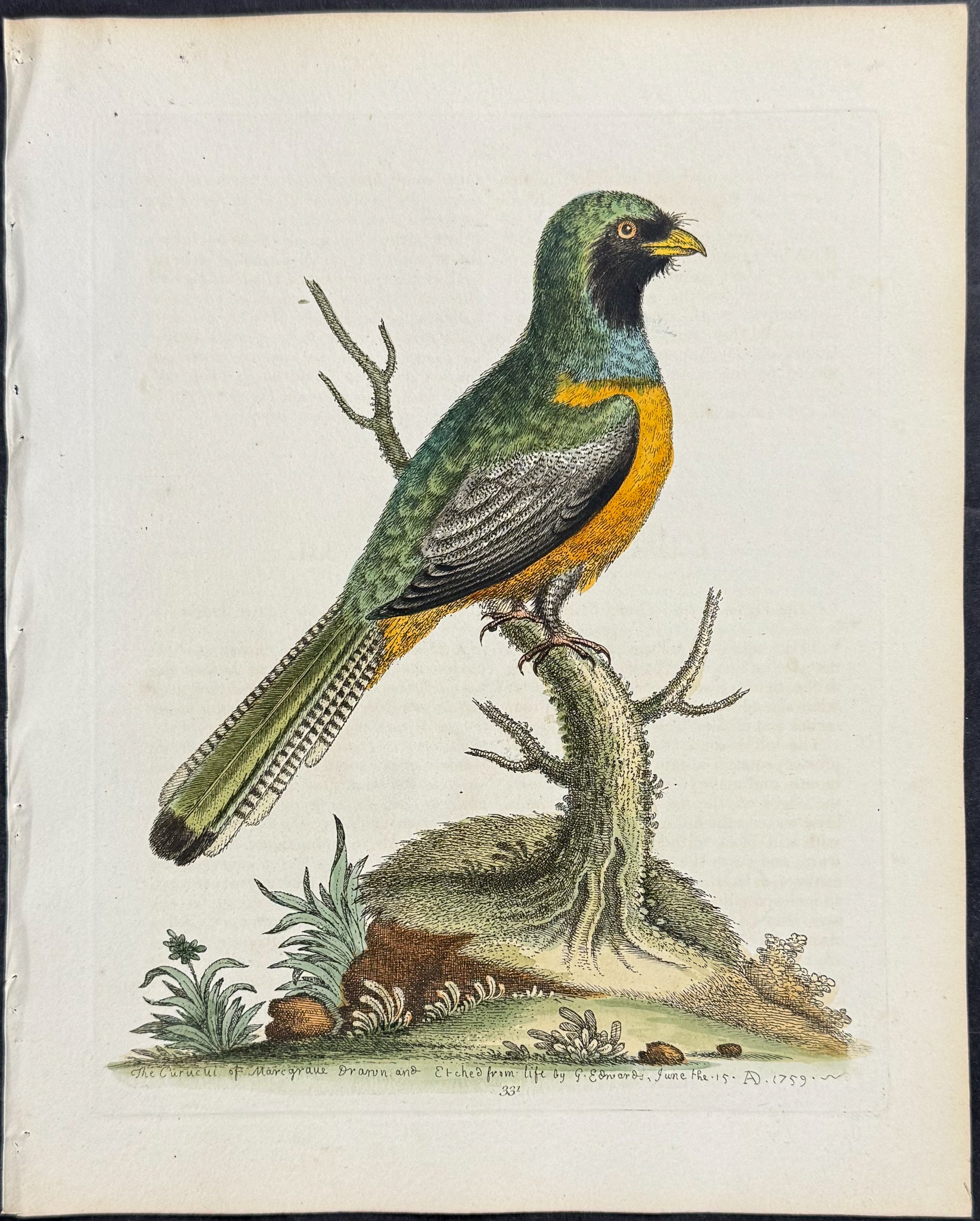Yellow-bellied Green Cuckow