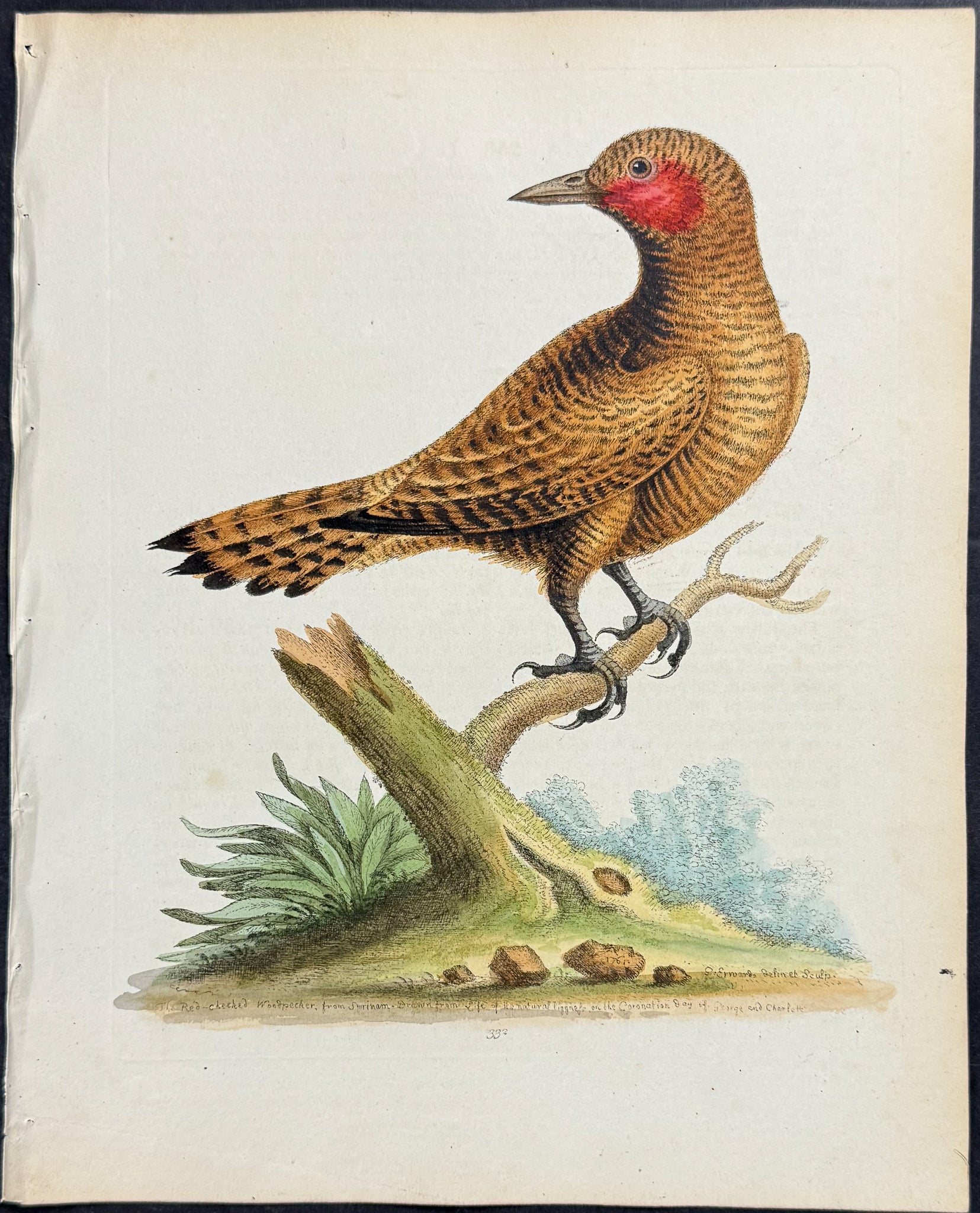 Red-cheeked Woodpecker