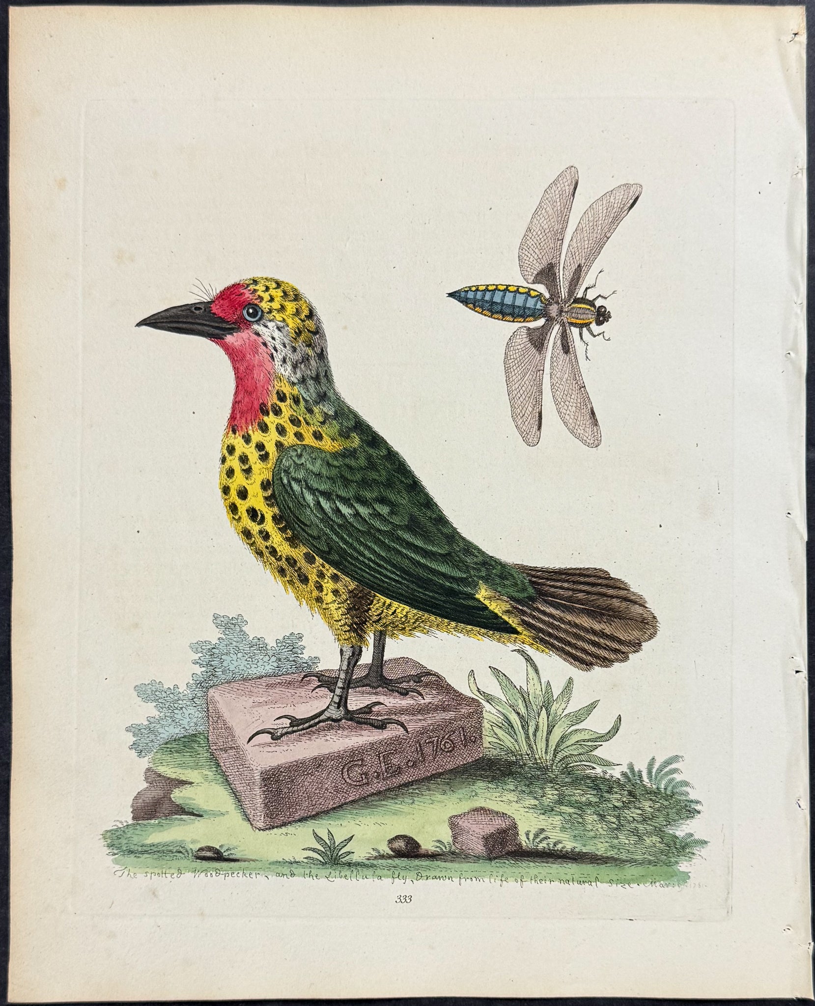 Yellow Woodpecker with Black Spots & Insect
