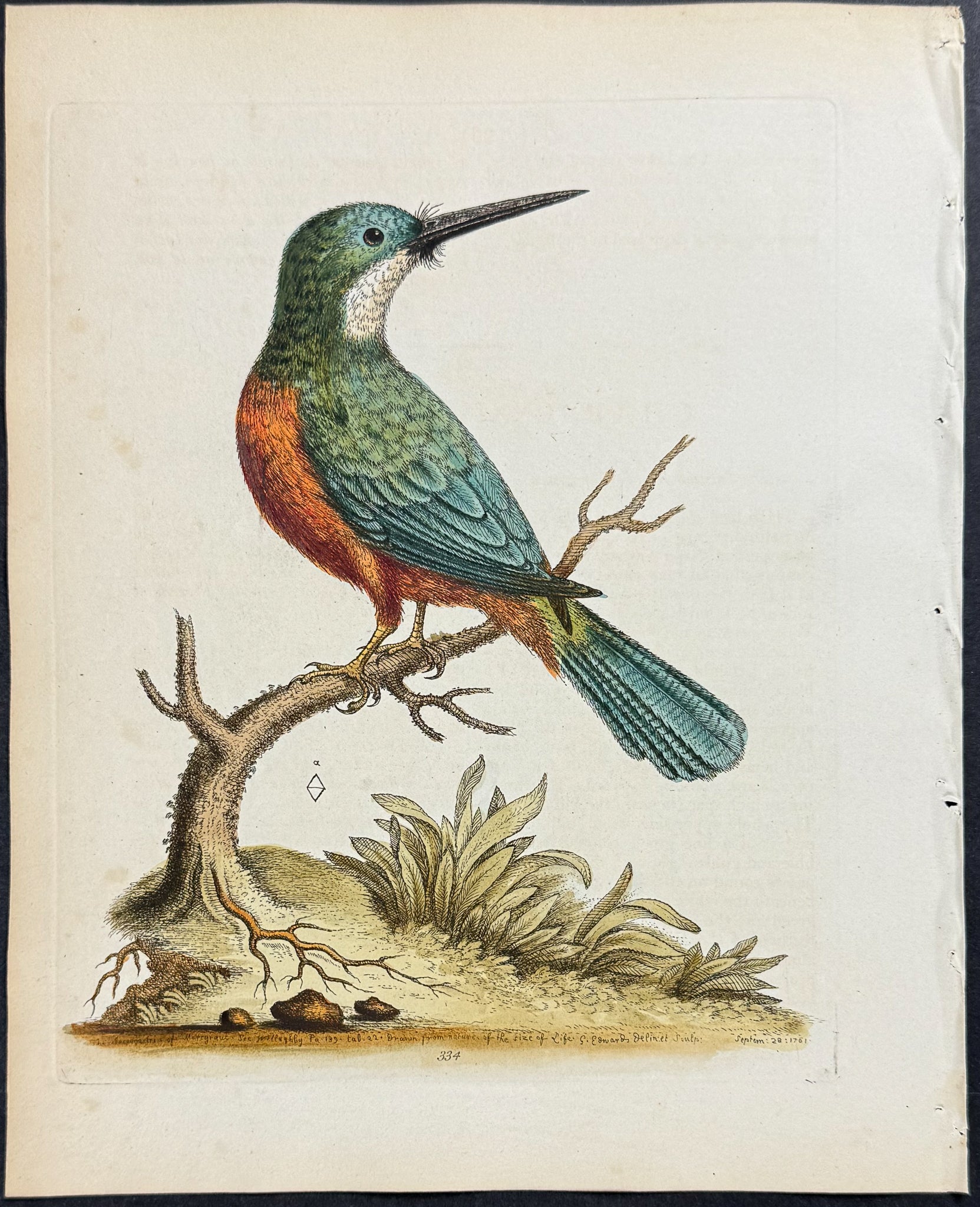 Jacamar - Jacamaciri of Marcgrave
