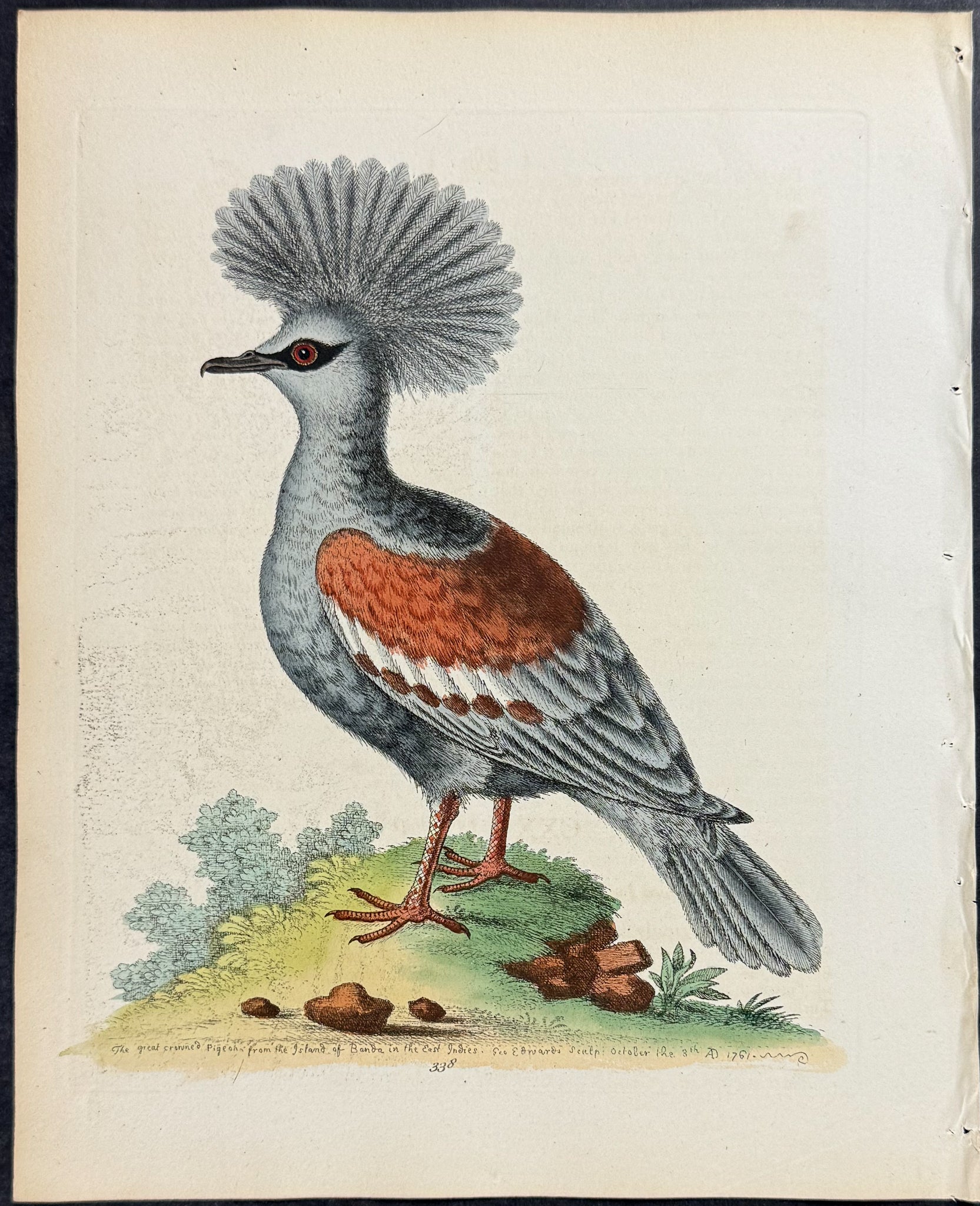 Great Crowned Indian Pigeon