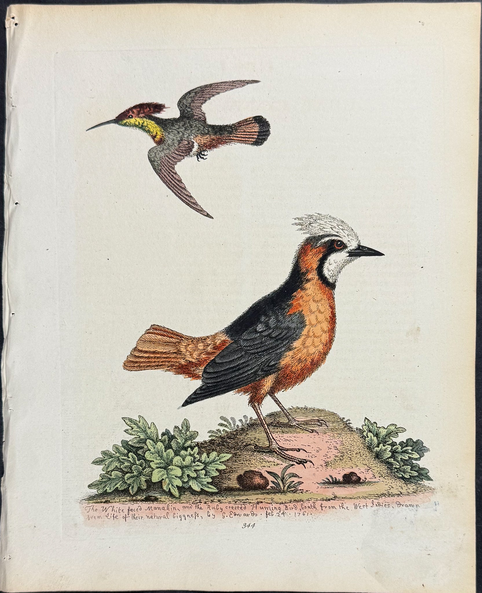 White-faced Manakin & Rube-crested Hummingbird