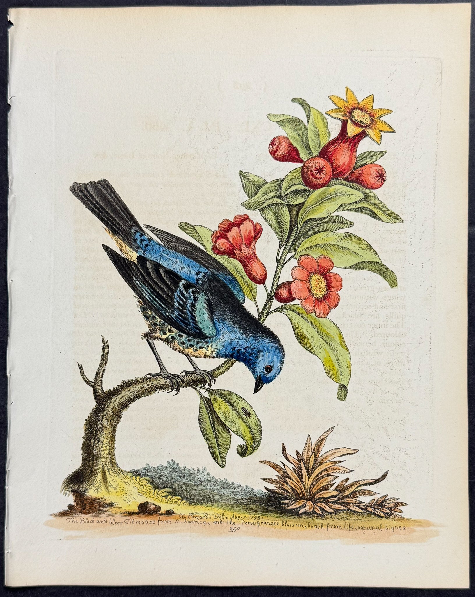 Black and Blue Titmouse & Pomgranate