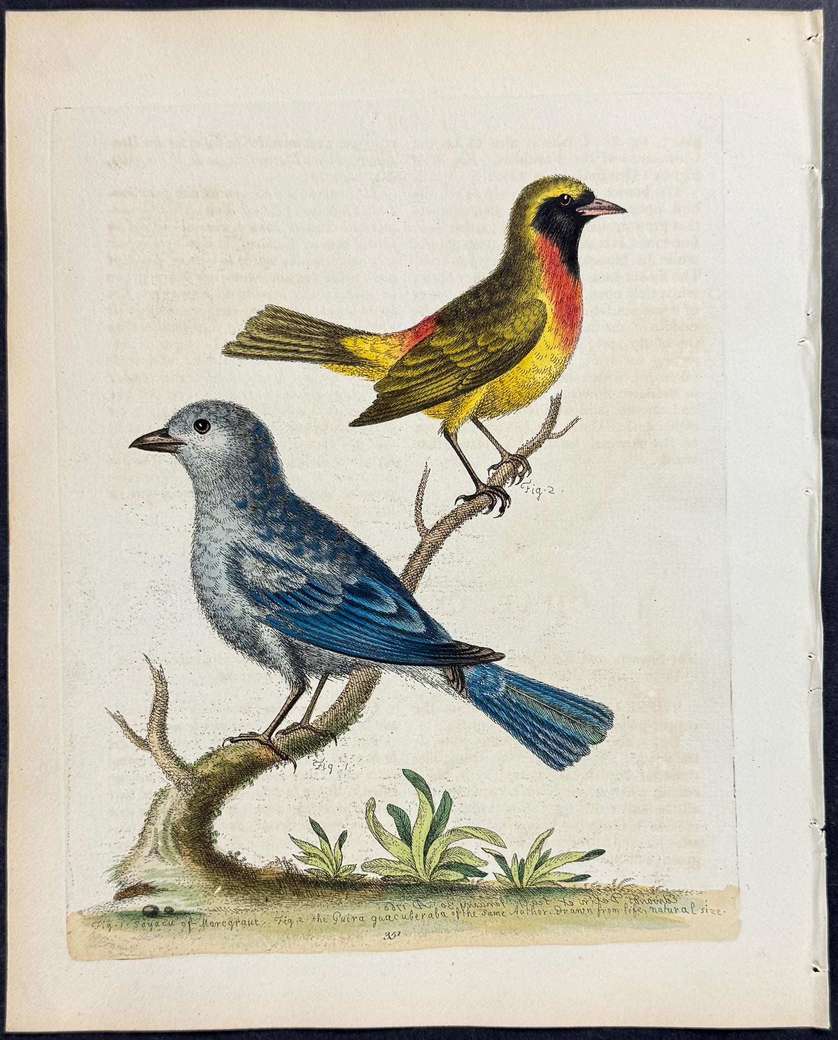 Sayacu and Guira Guacuberaba of Marcgrave