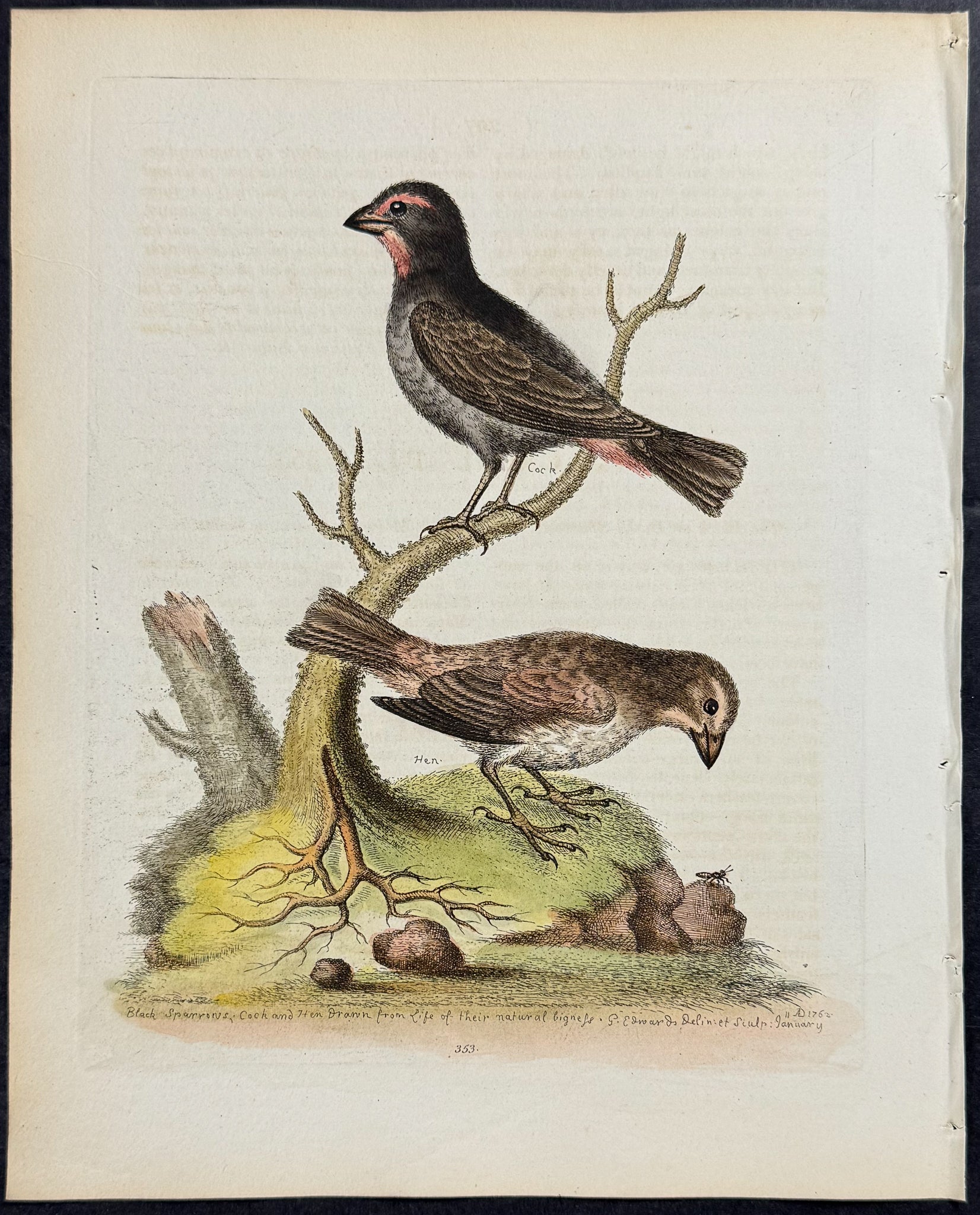 Black or Dusky Sparrows