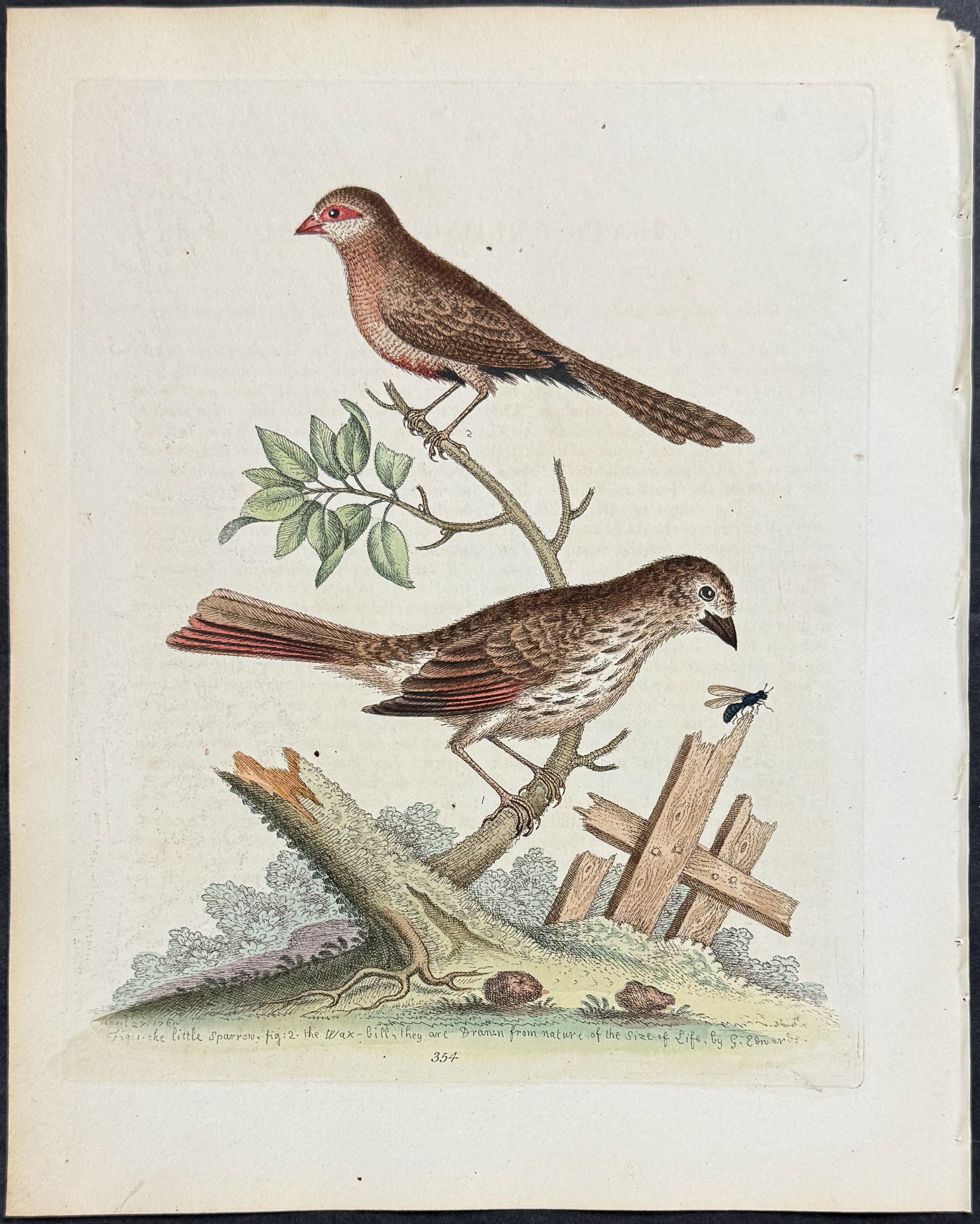 Little Sparrow and Wax-bill