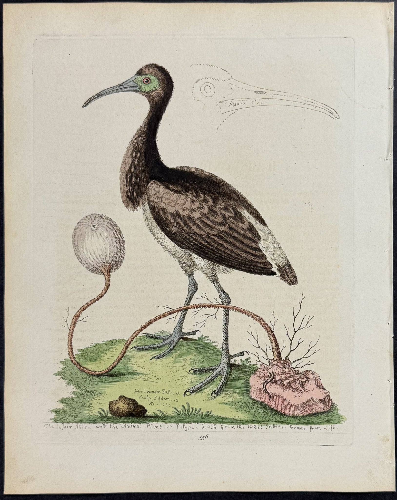 Lesser Ibis & Animal-Plant or Polype