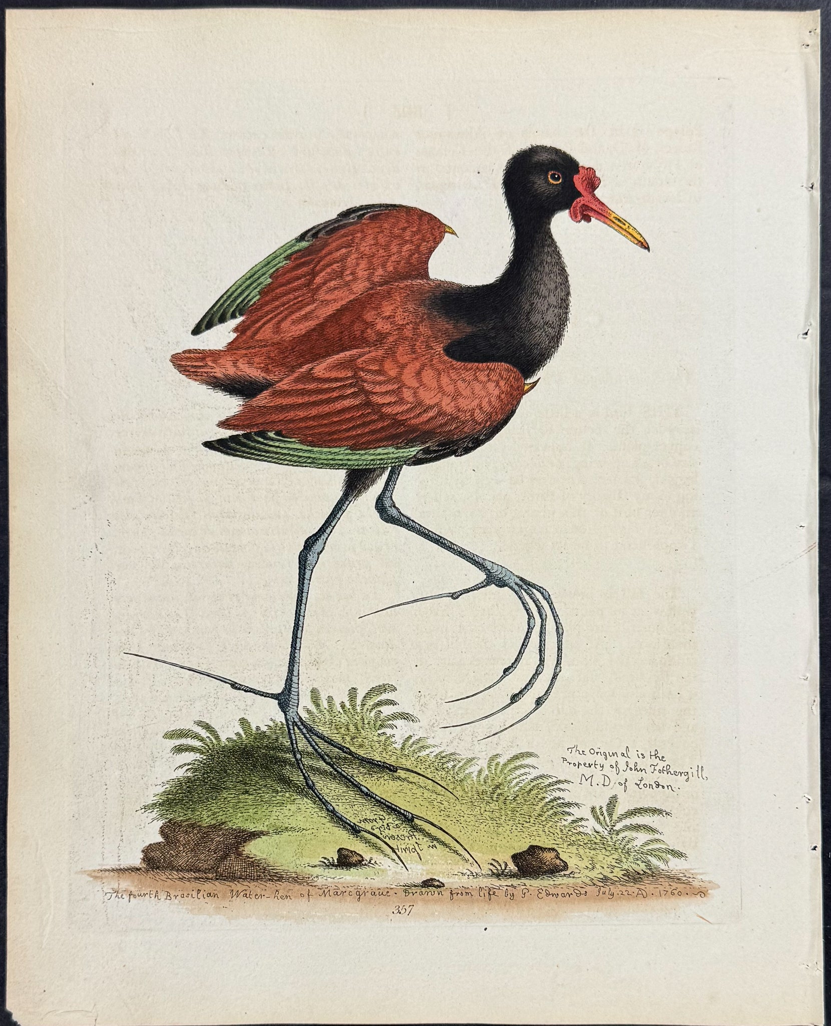 Spur-winged Water-Hen of Brazil