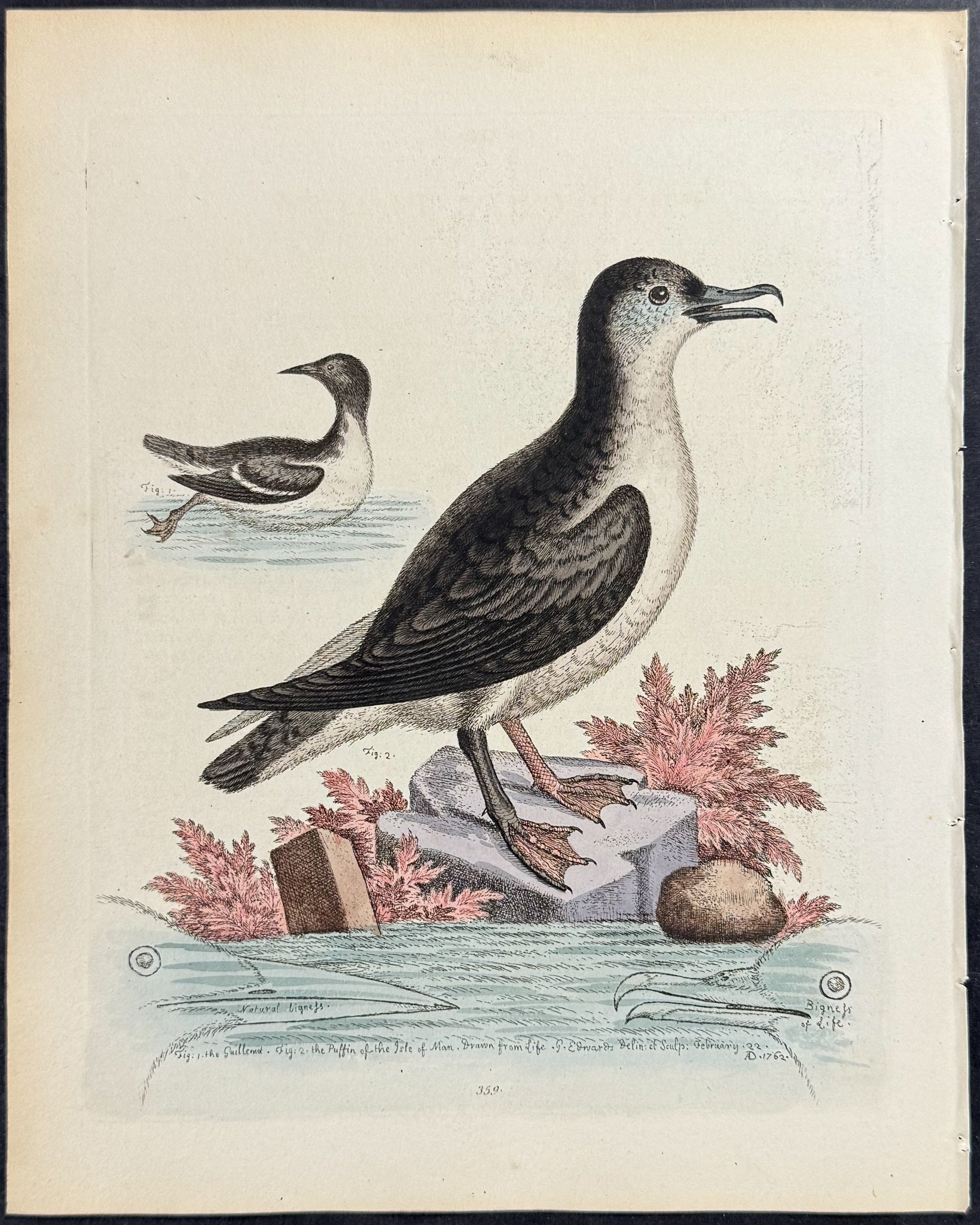 Puffin of the Isle of Man & Guillemot & Coral