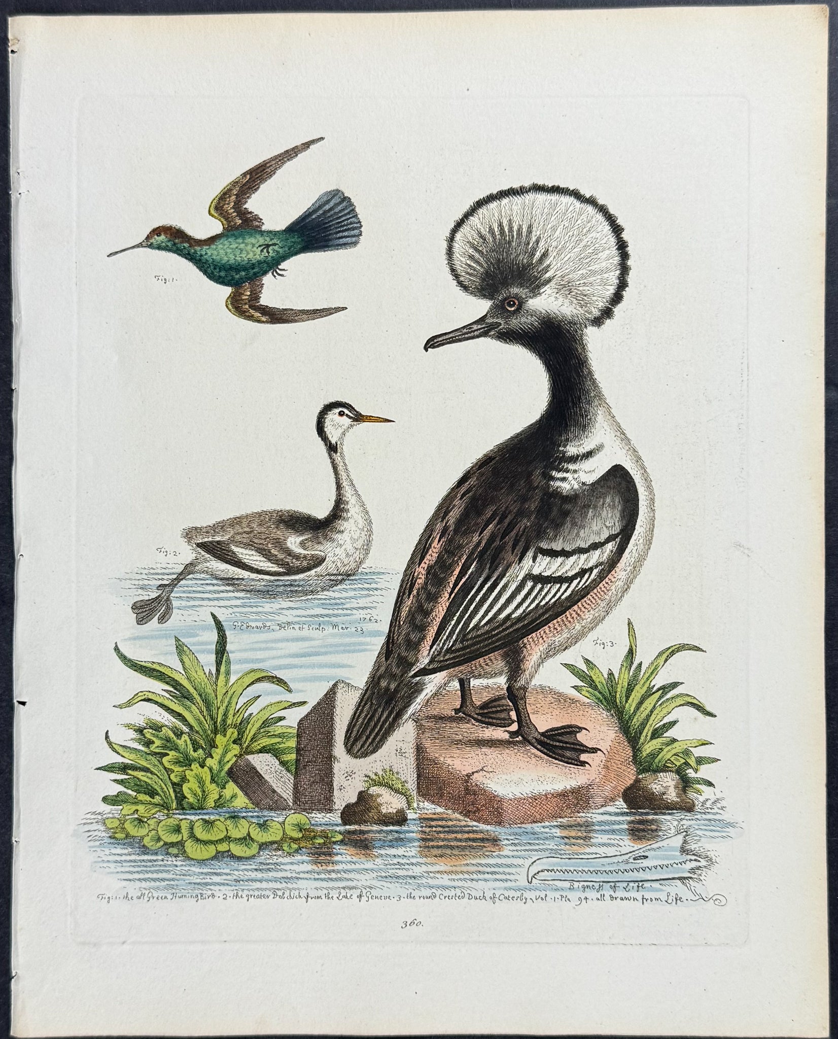 Round-crested Duck, Greater Dobchick, & All-green Hummingbird