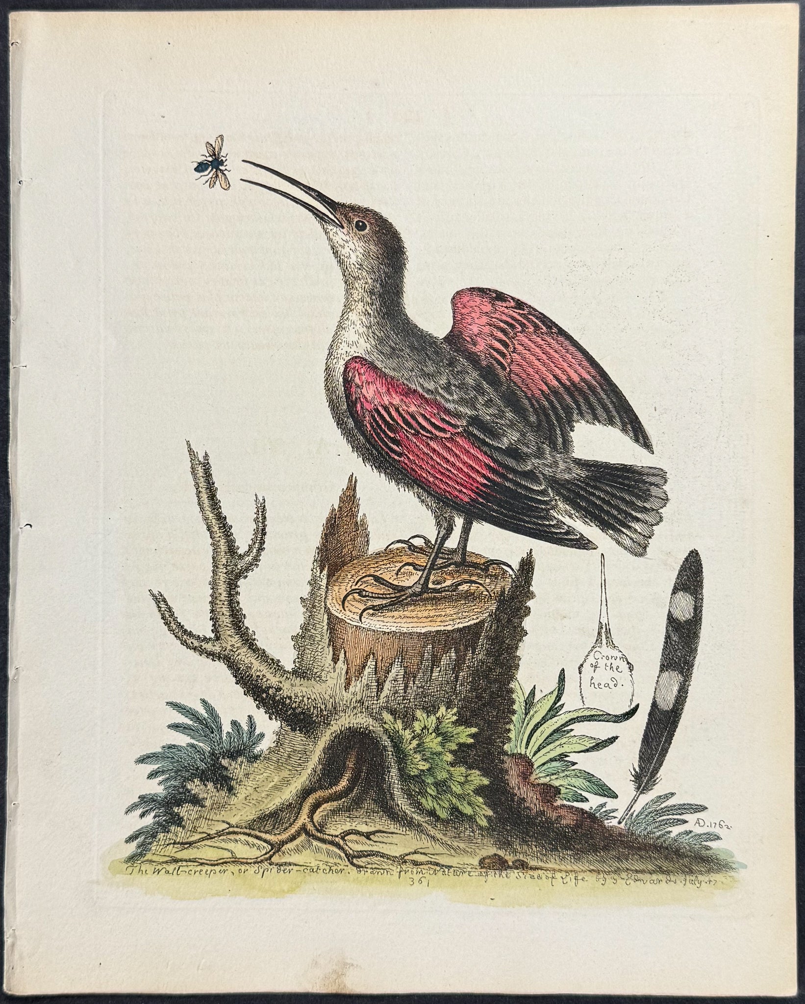 Wall-Creeper or Spider-Catcher