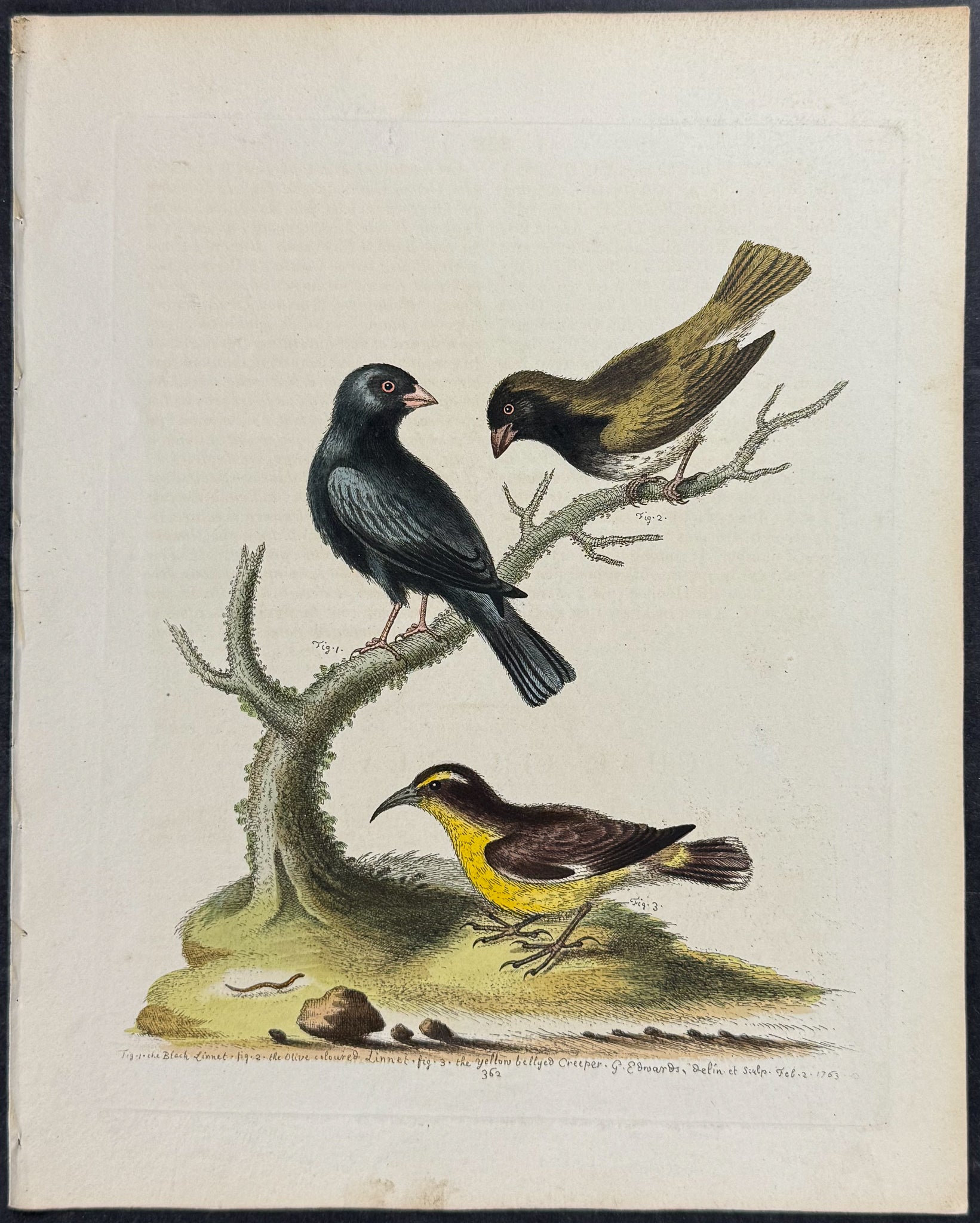 Black Linnet, Olive-coloured Linnet, & Yellow-bellied Creeper