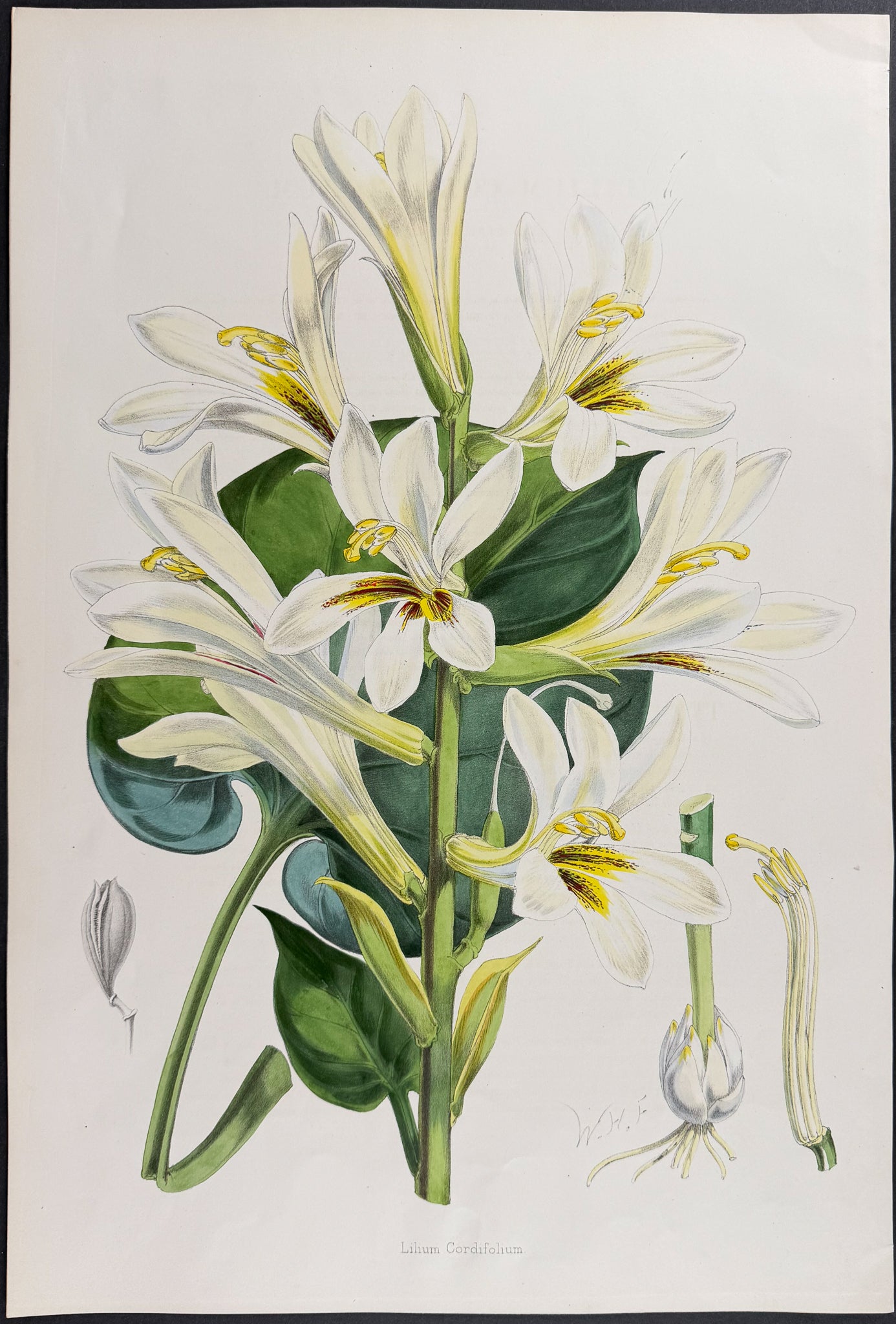 Heart-leaved Lily [Lilium Cordifolium]