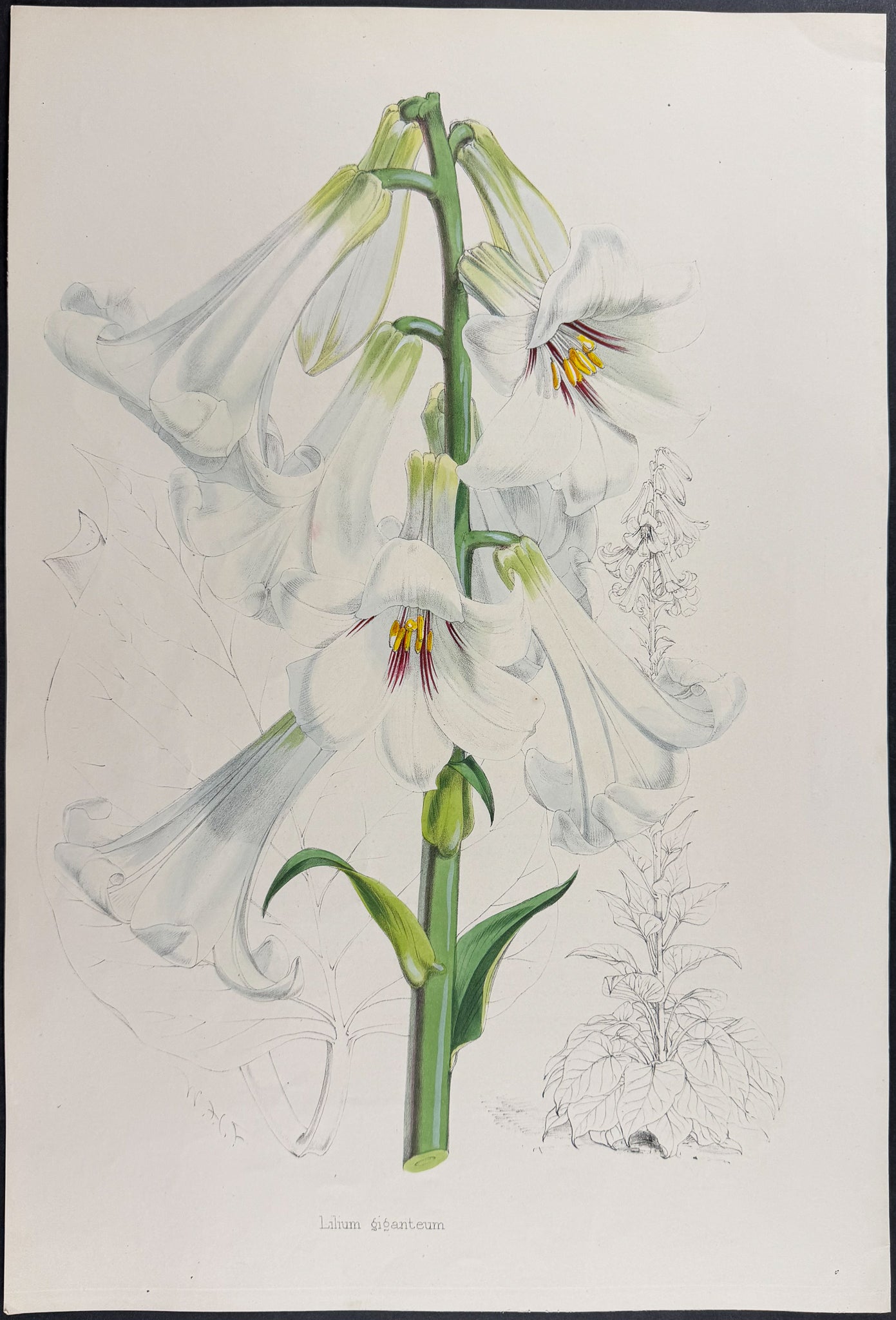 Lily [Lilium Giganteum]