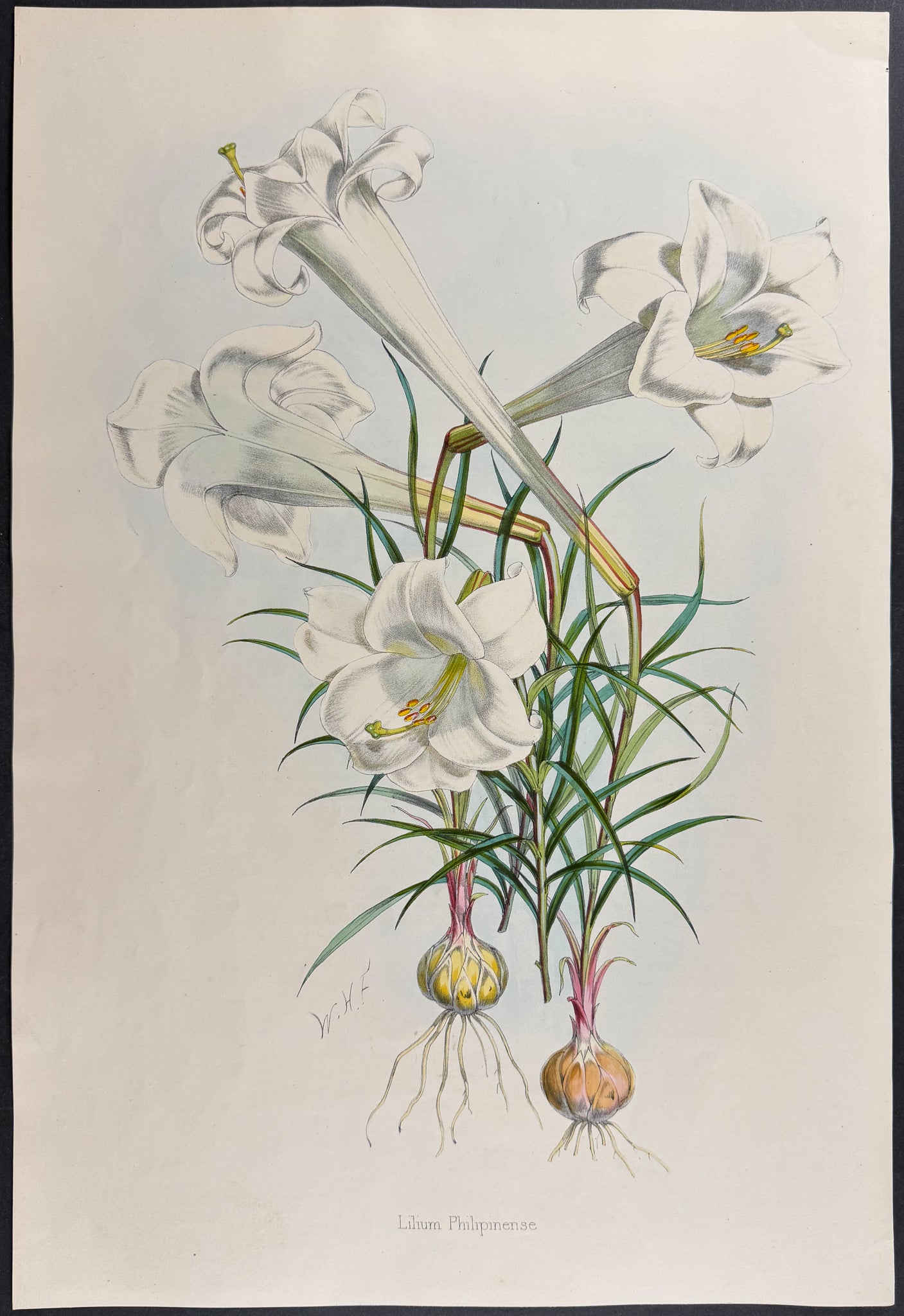 Philippine Lily [Lilium Philipinense]