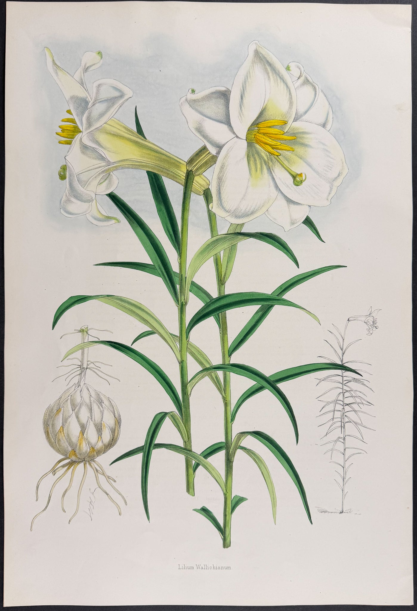 Wallich's Lily [Lilium Wallichianum]