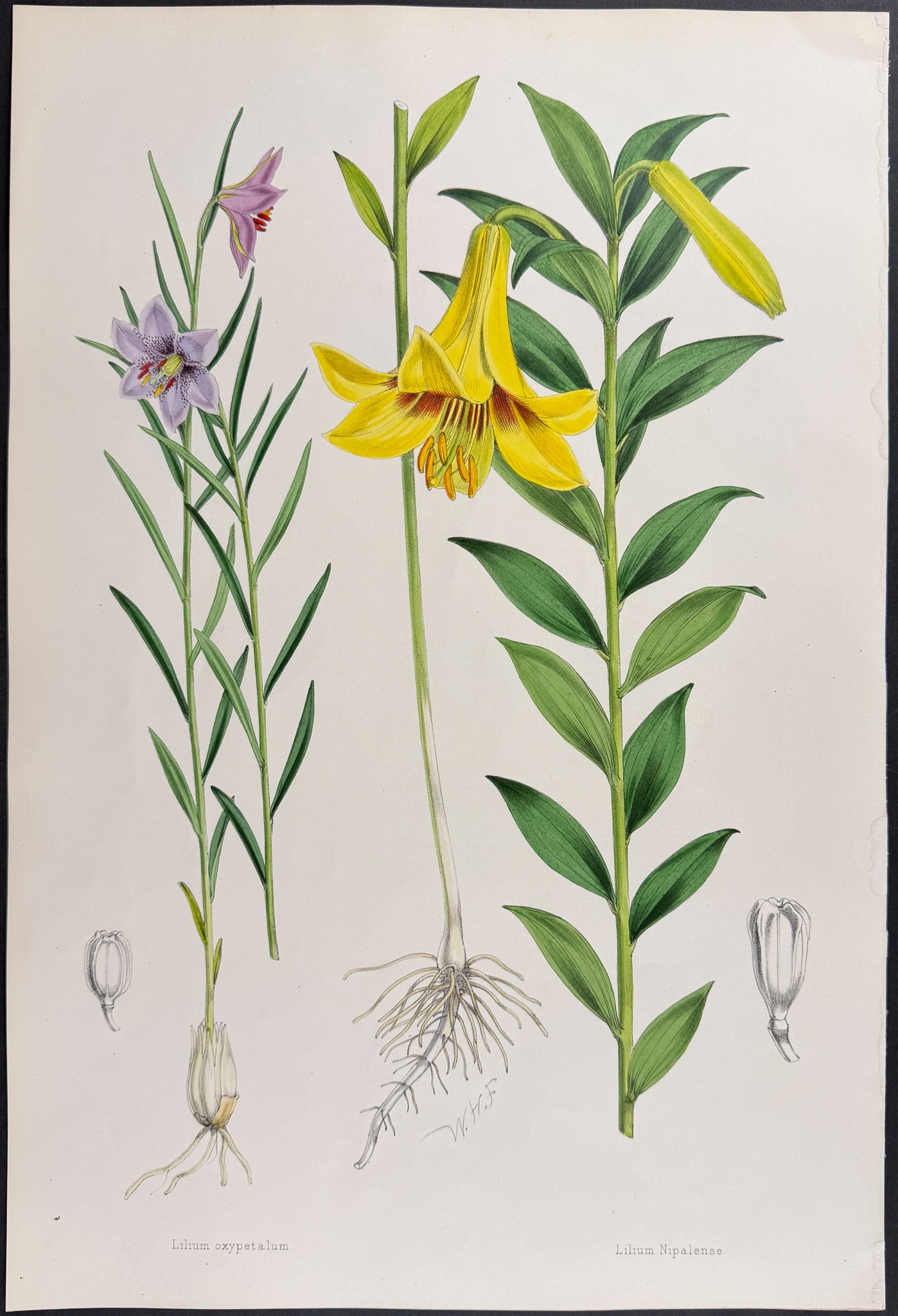 Royle's Lily & Nepalese Lily [Lilium oxypetalum & L. Nipalense]