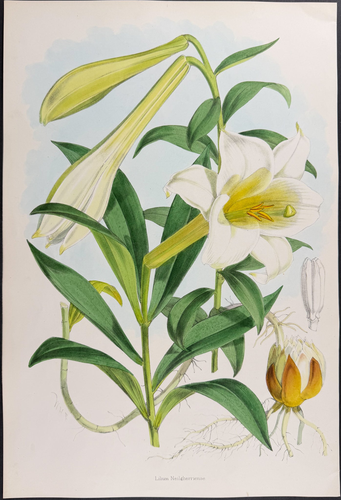 Neilgherry Lily [Lilium Neilgherriense]