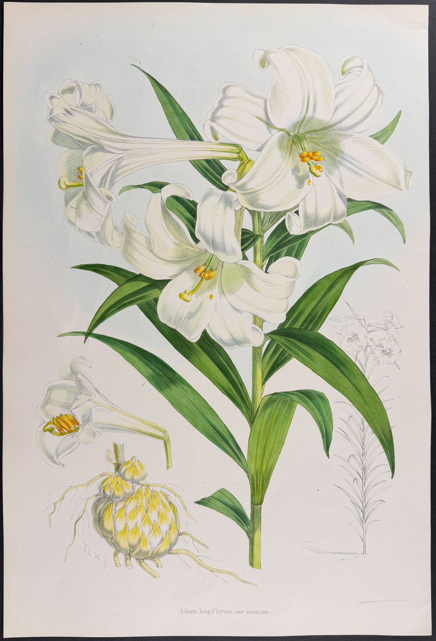 Long-flowered Lily [Lilium Longiflorum]