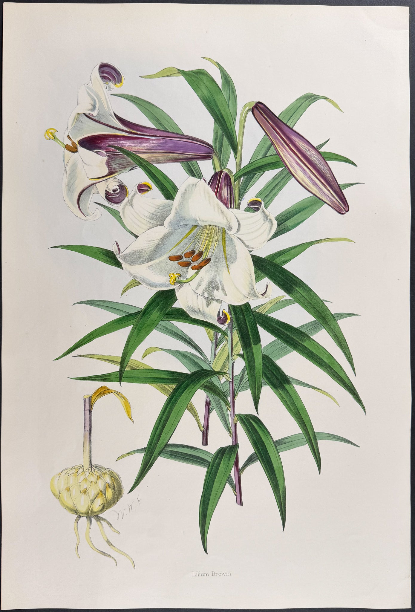 Brown's Lily [Lilium Browni]